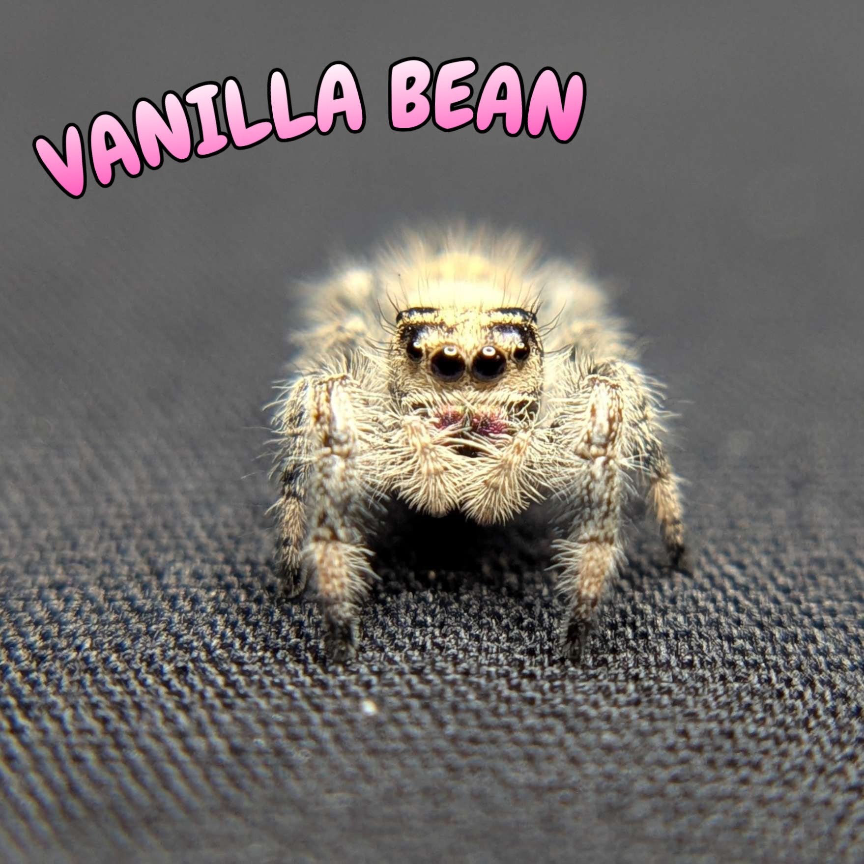 Regal Jumping Spider "Vanilla Bean”