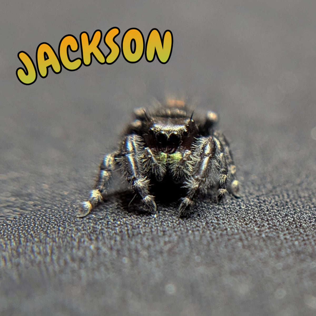 Audax Bryantae Jumping Spider "Jackson"
