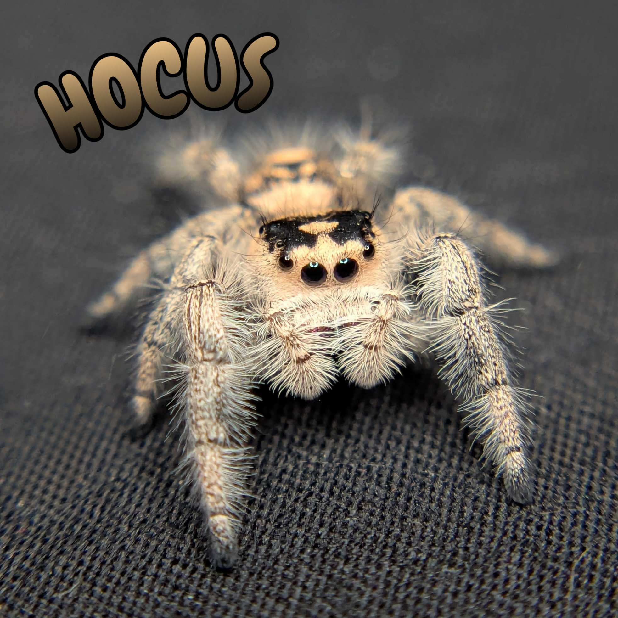 Regal Jumping Spider "Hocus"