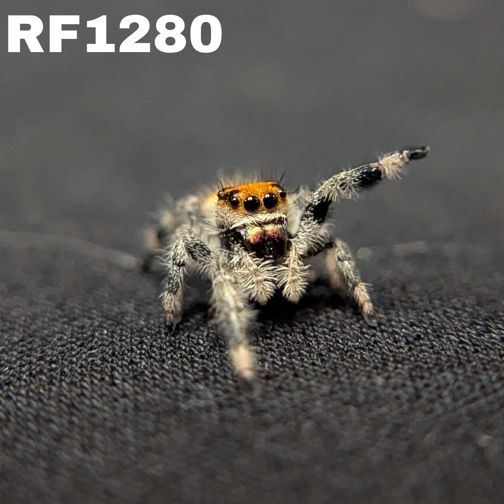 Regal Jumping Spider "Vampire"