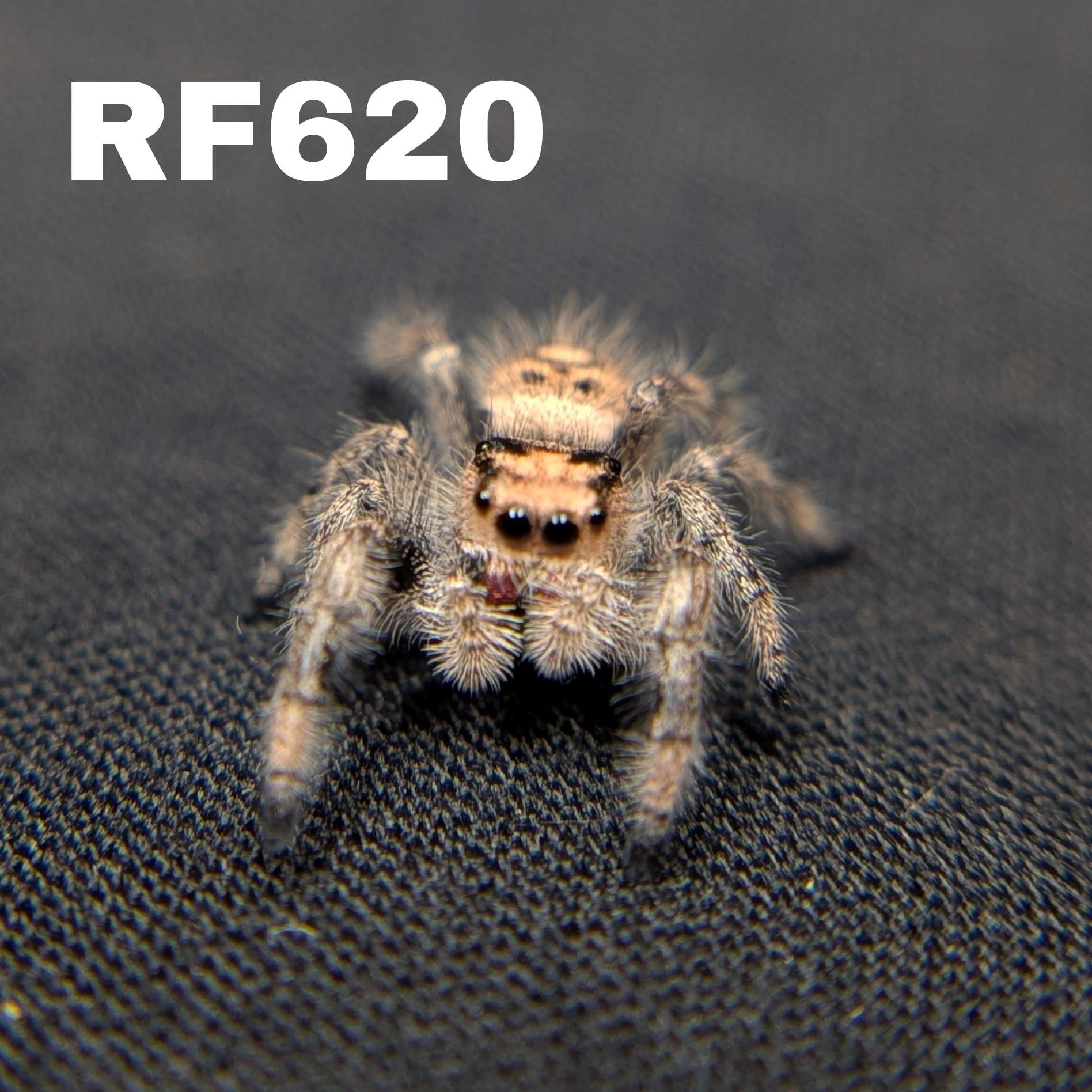 Regal Jumping Spider "Yam"