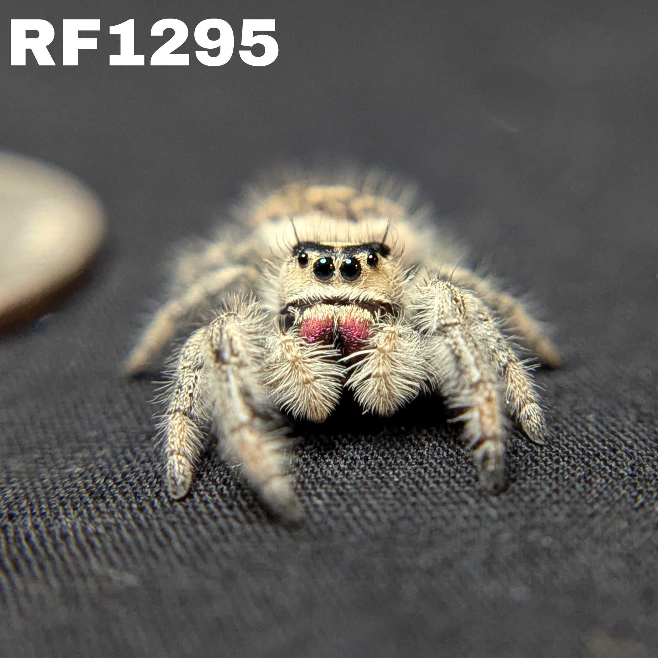 Regal Jumping Spider “Sable”