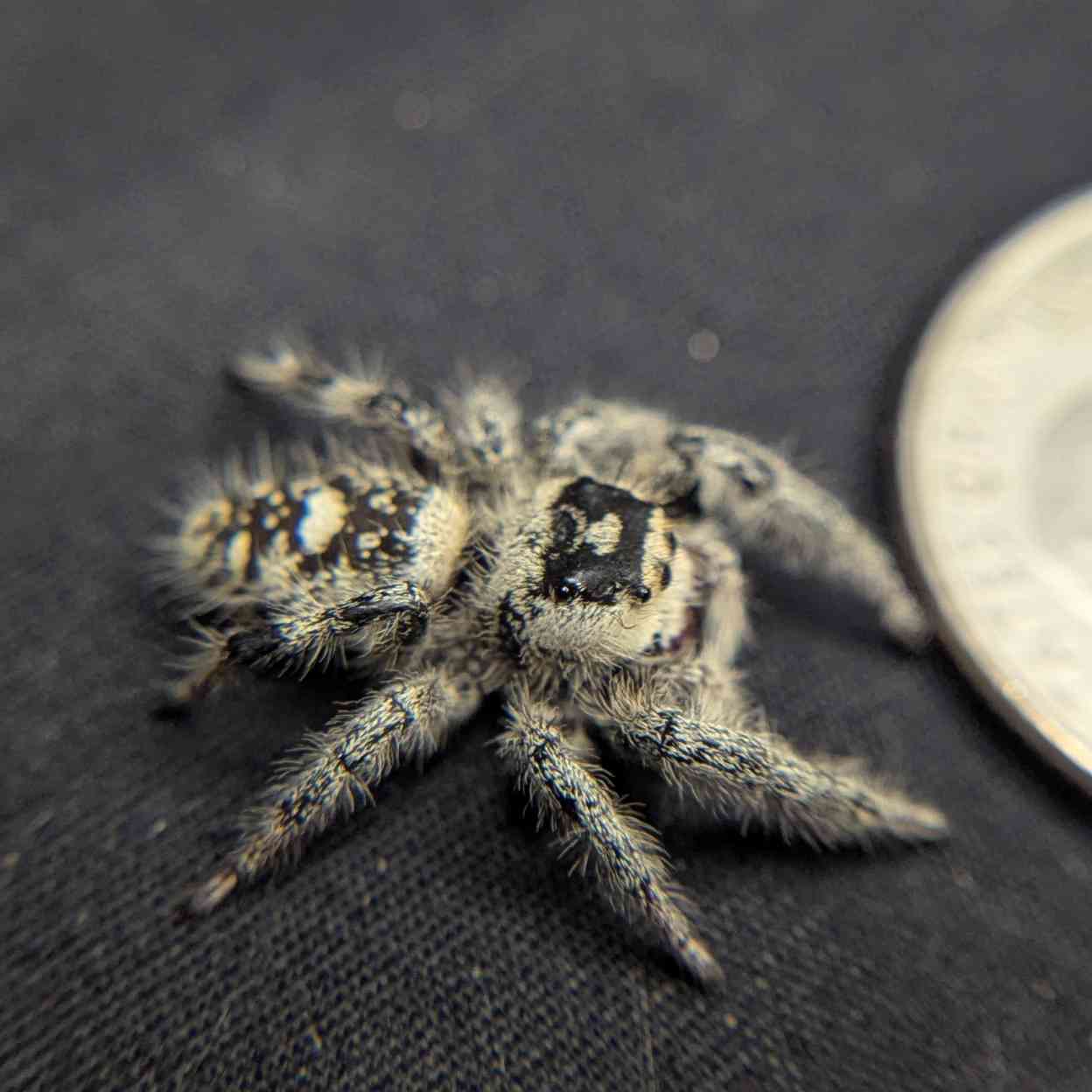 Regal Jumping Spider "Eggplant"