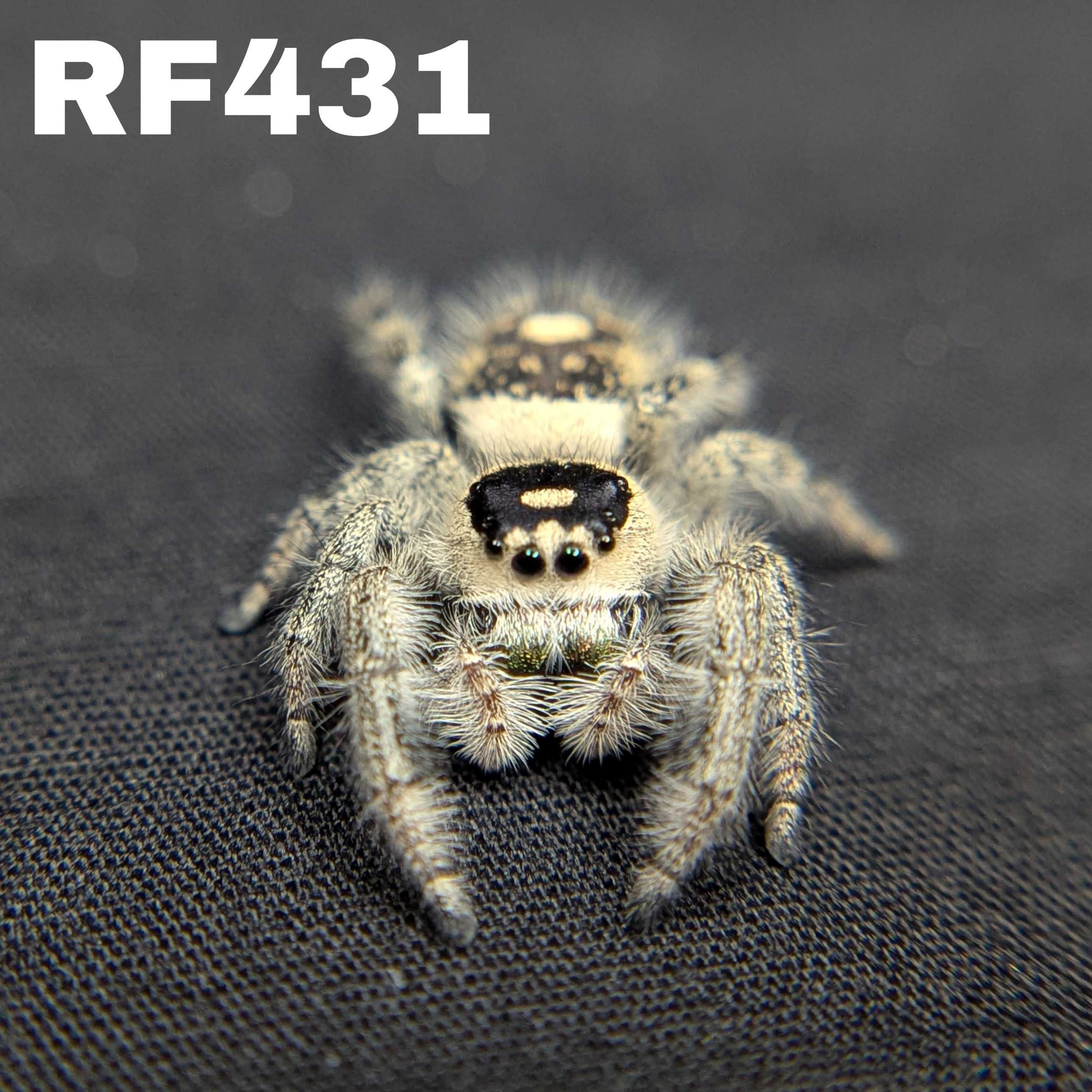 Regal Jumping Spider "Crystal”