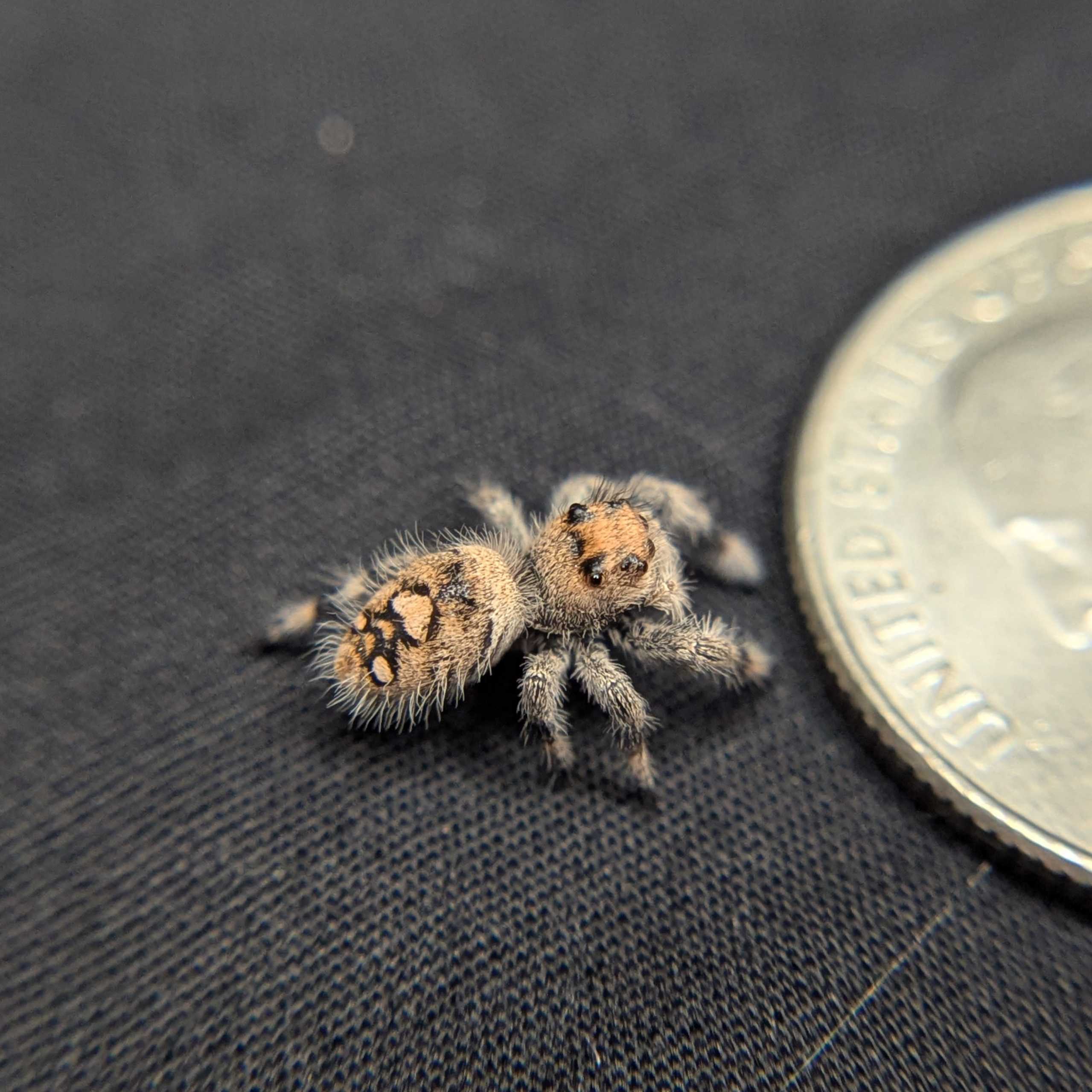Regal Jumping Spider "Joy"