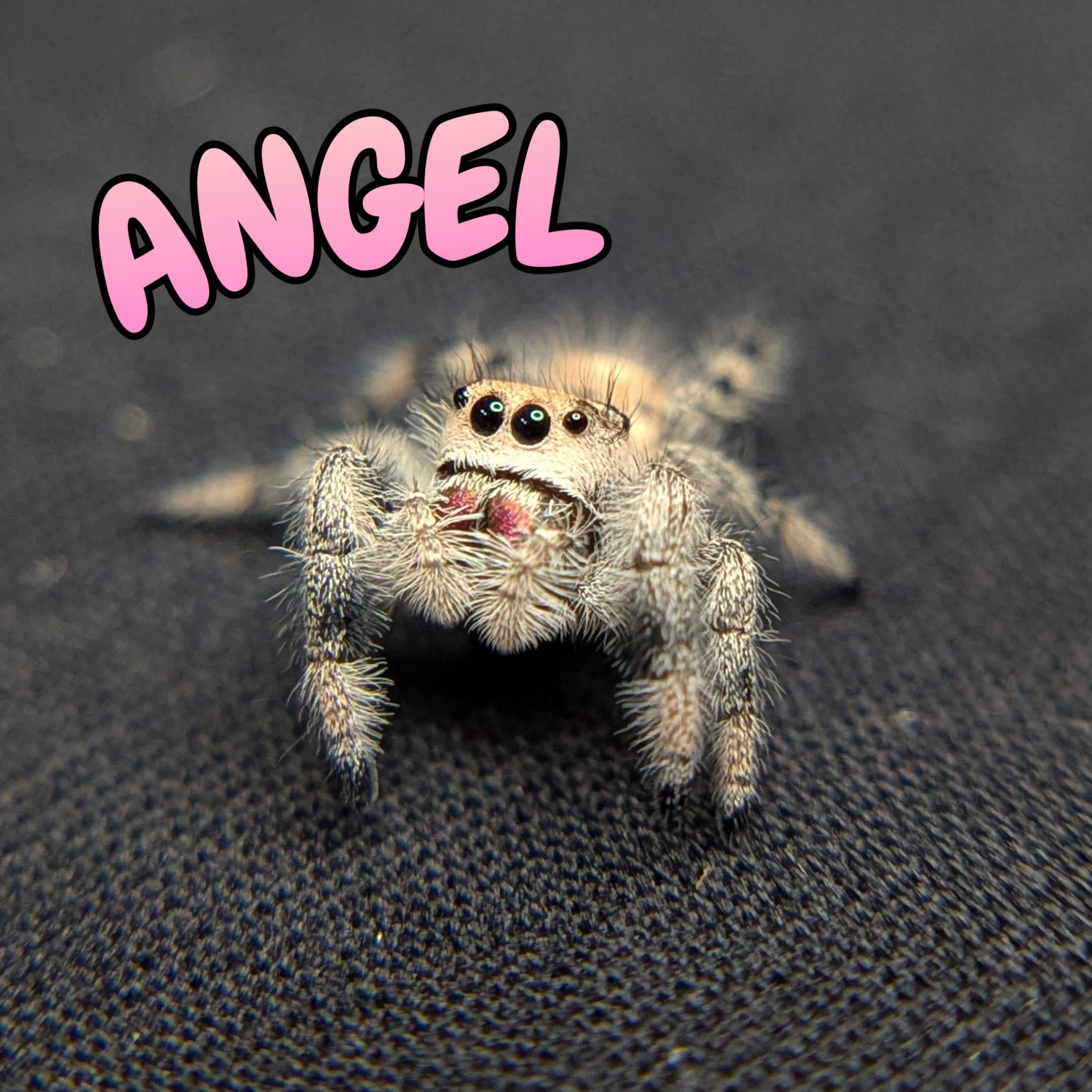 Regal Jumping Spider "Angel"