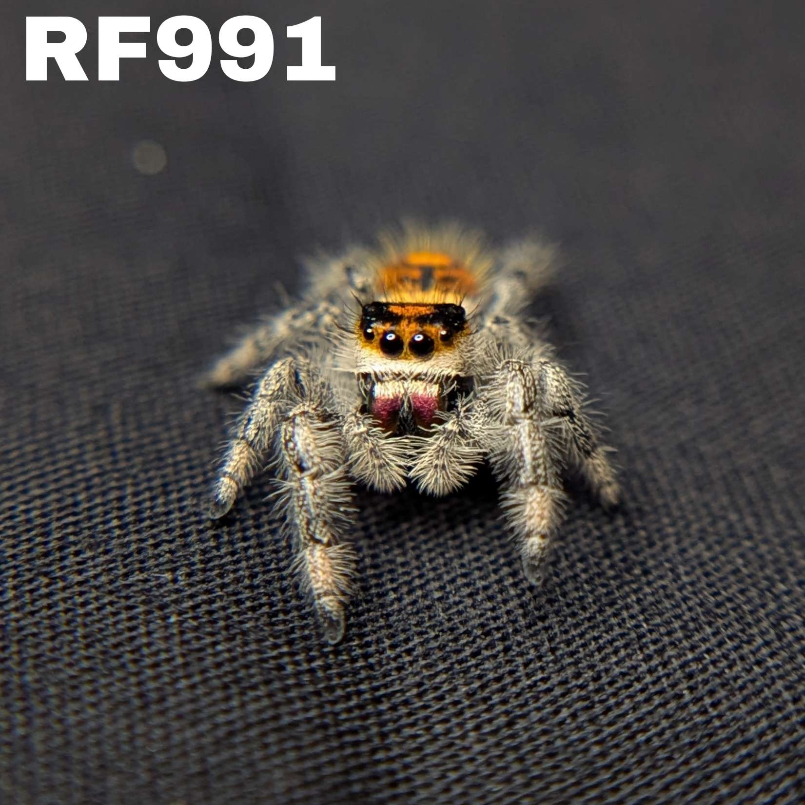 Regal Jumping Spider “Mimosa”