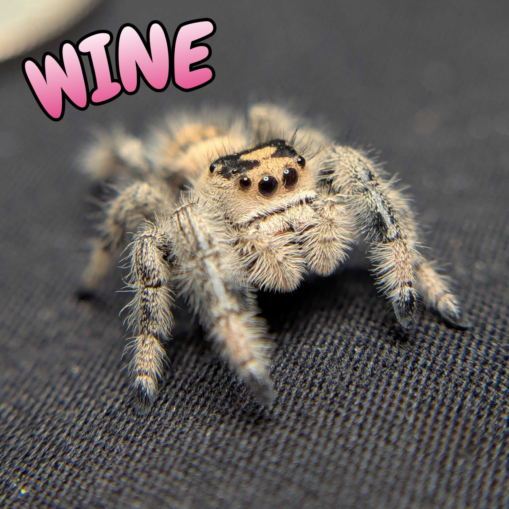 Regal Jumping Spider "Wine"