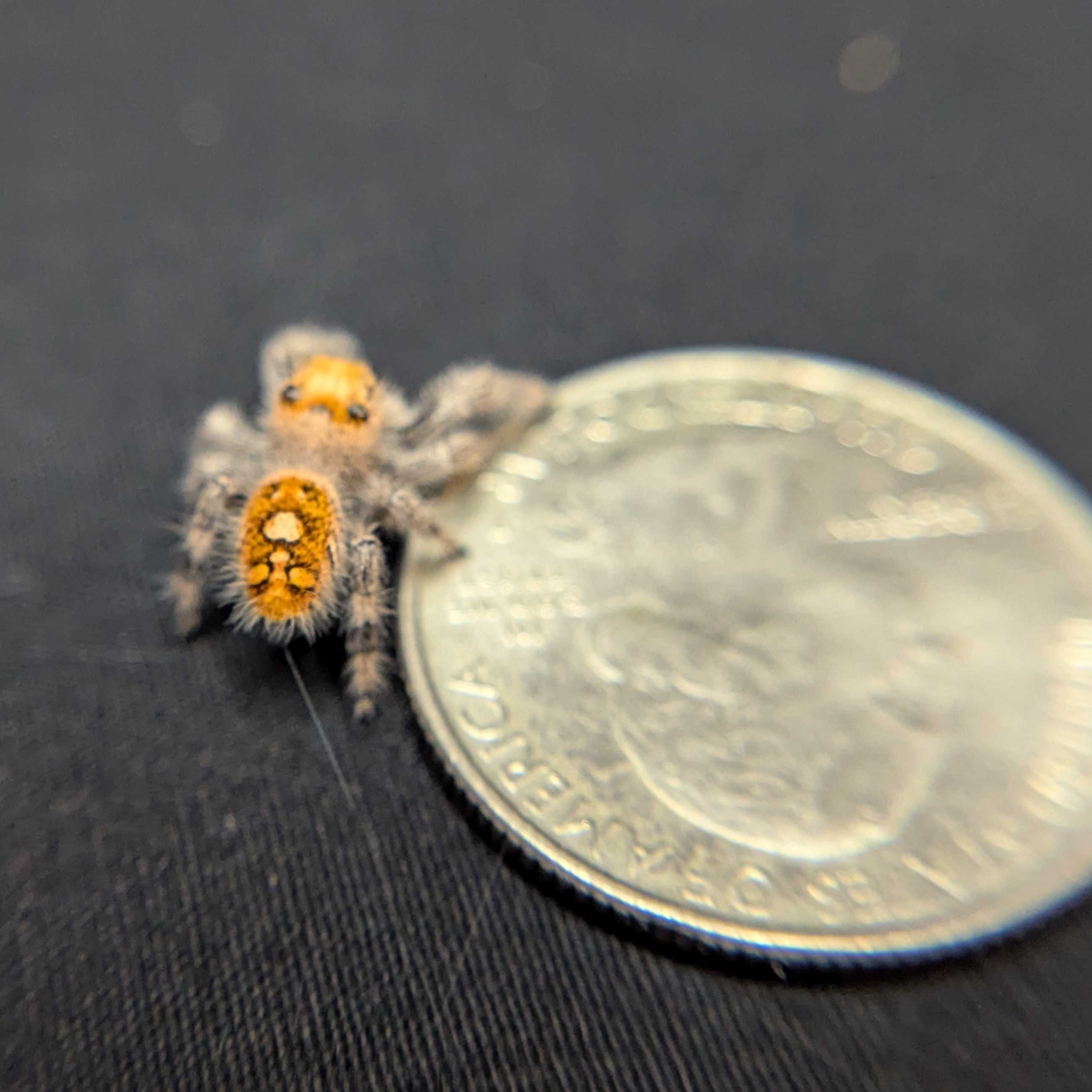 Regal Jumping Spider "Pumpkin"