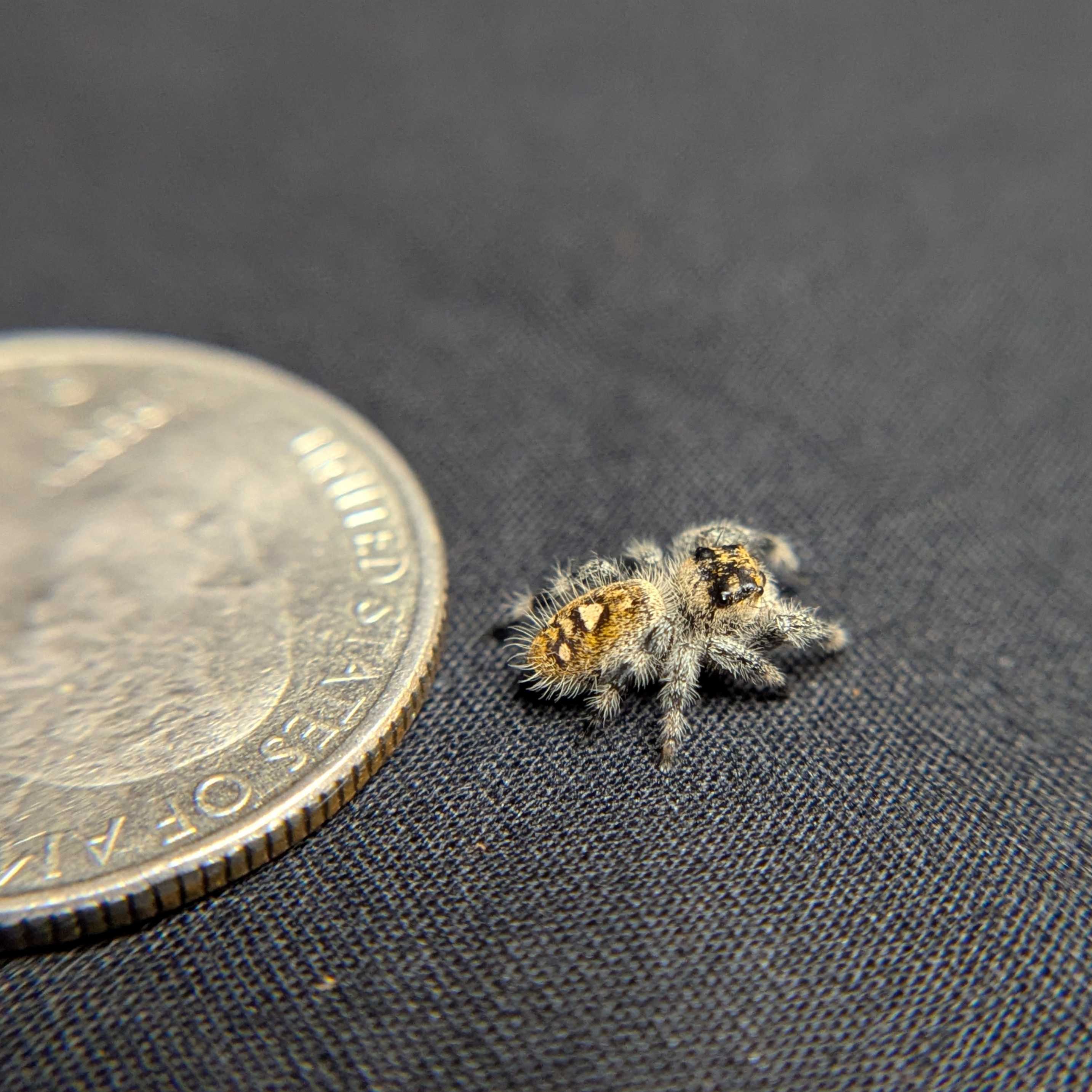 Regal Jumping Spider "Crepe"