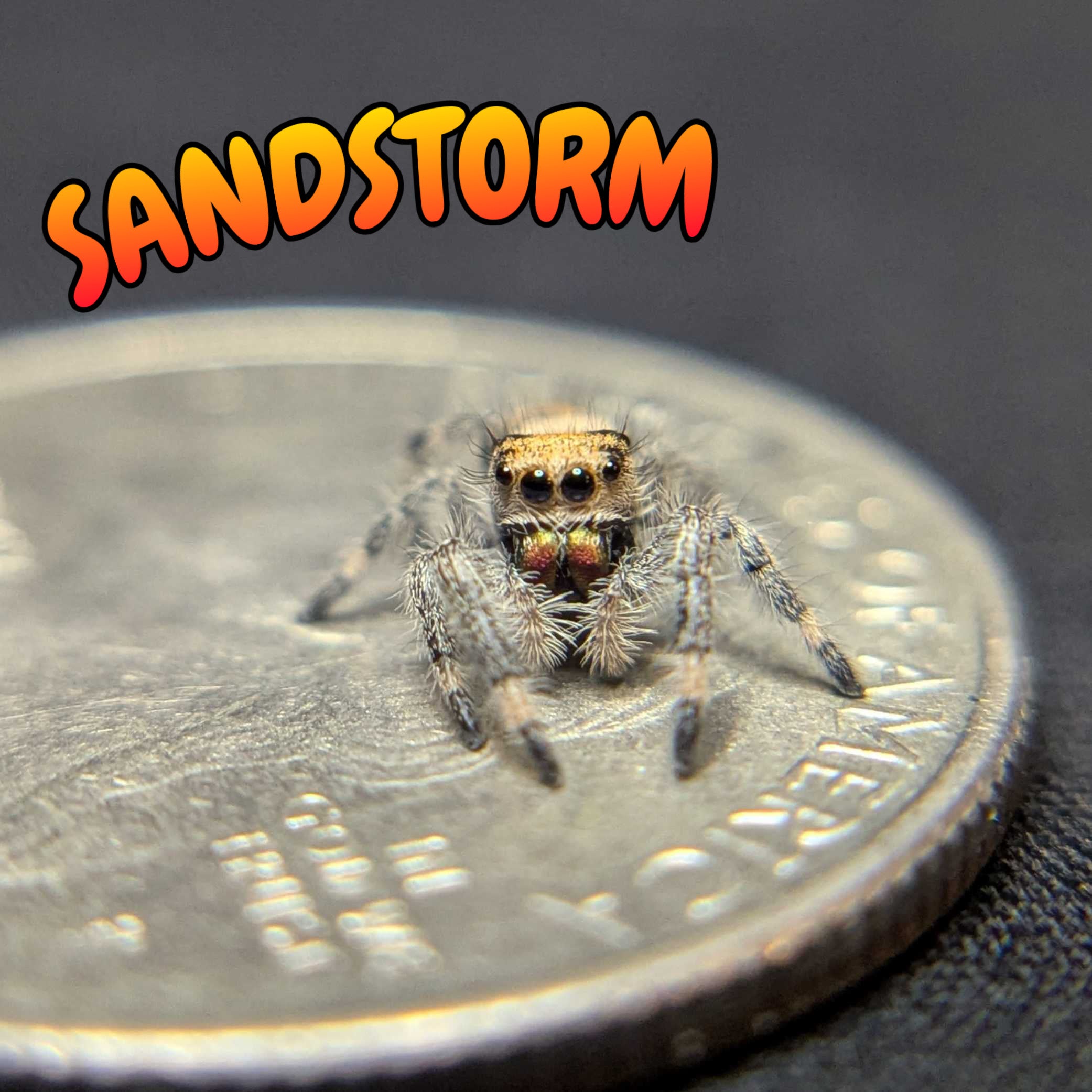 Regal Jumping Spider "Sandstorm"