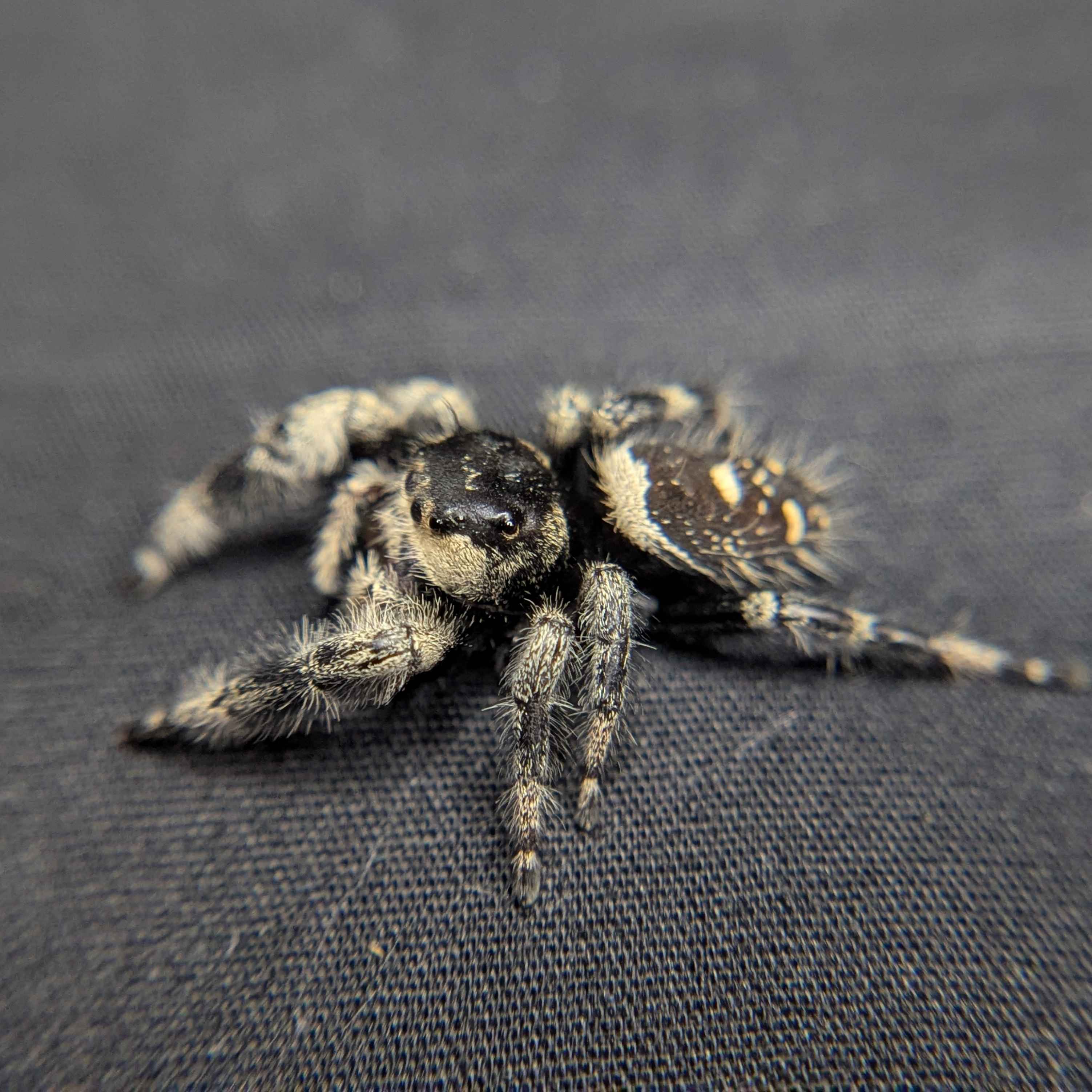 Regal Jumping Spider "Velvet"