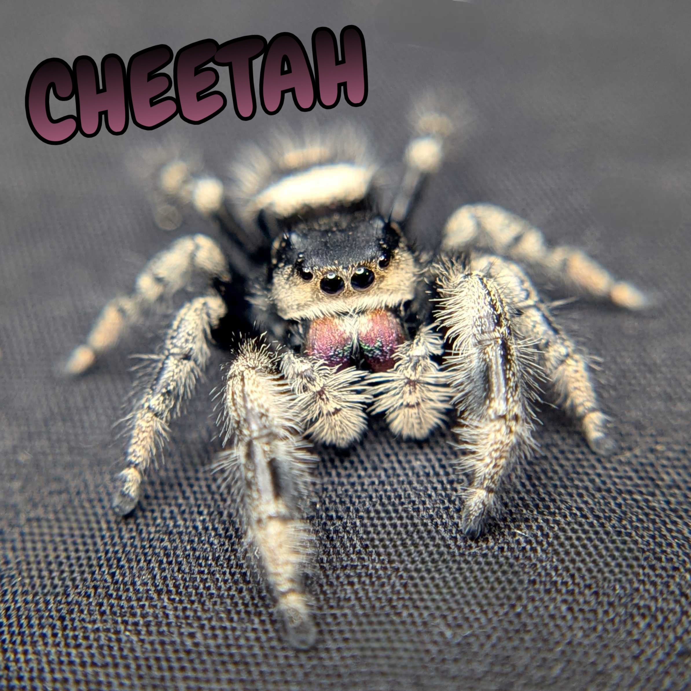 Regal Jumping Spider "Cheetah"