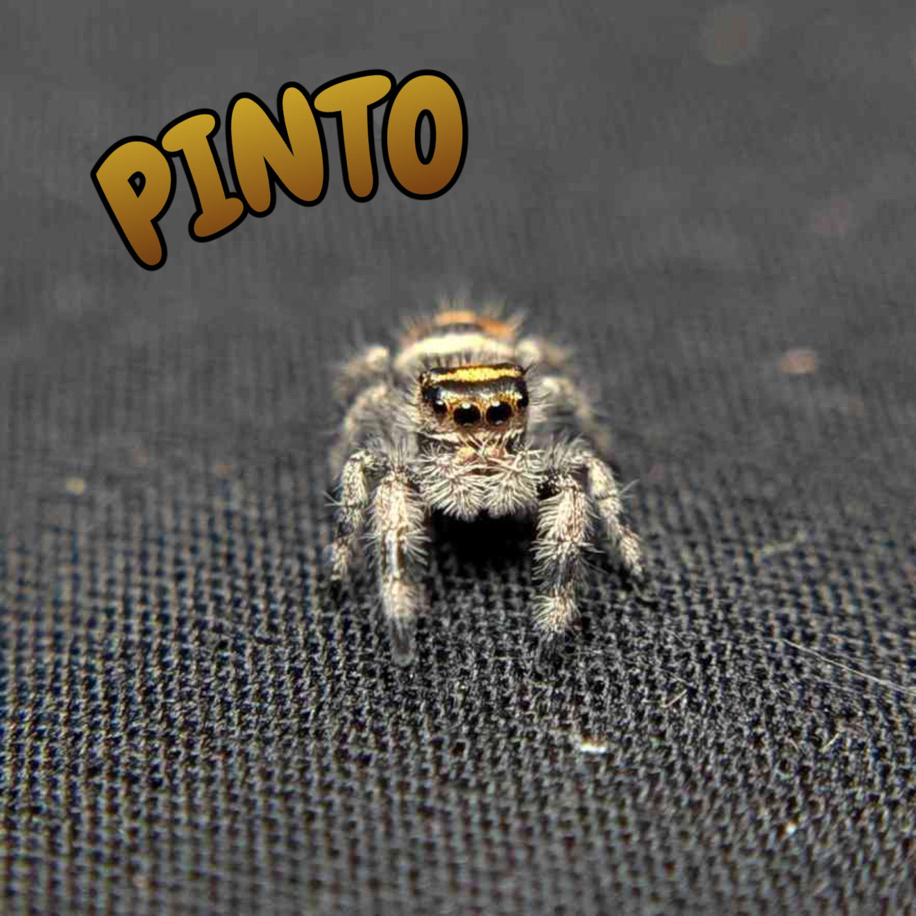 Regal Jumping Spider "Pinto"