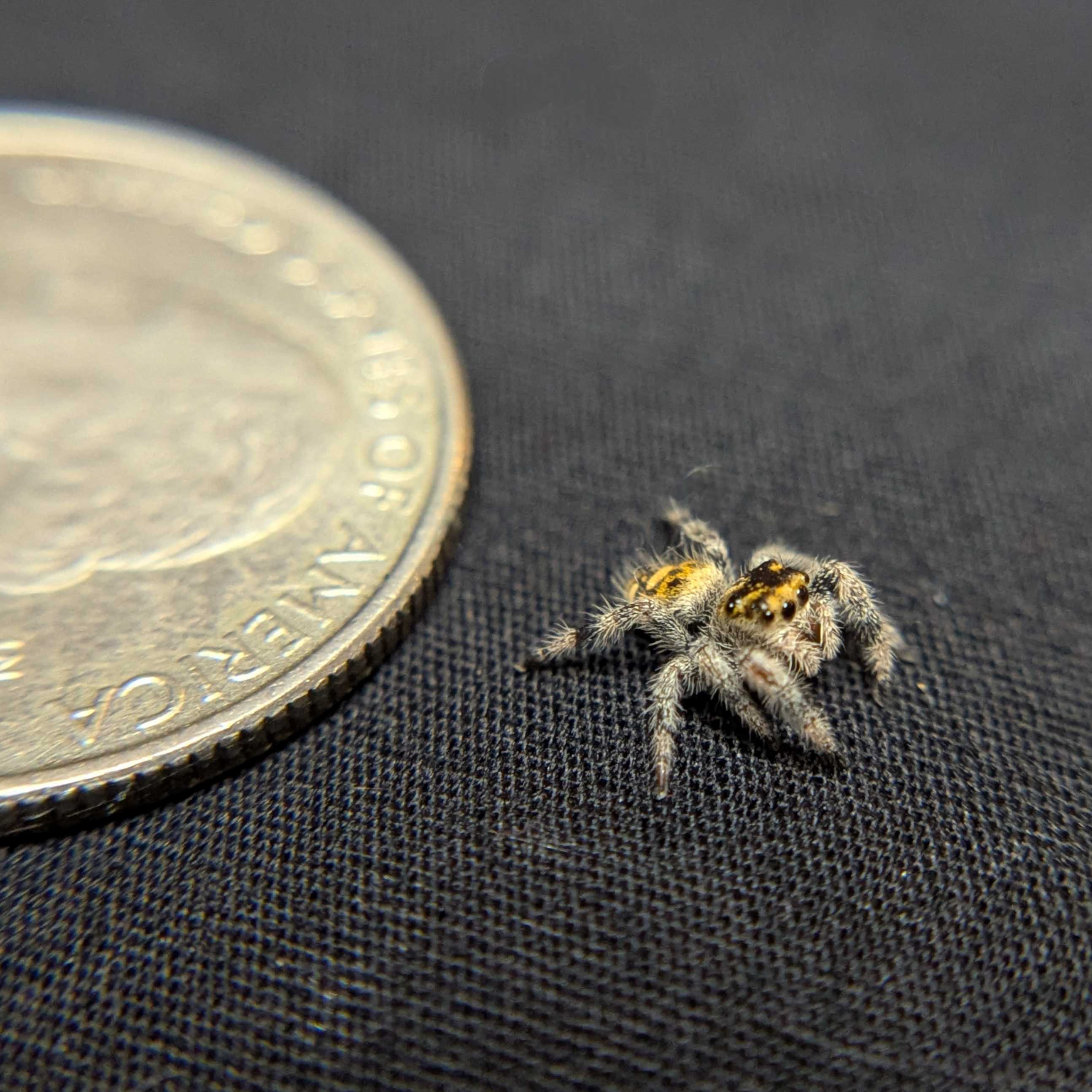 Regal Jumping Spider "Buttersizzle"