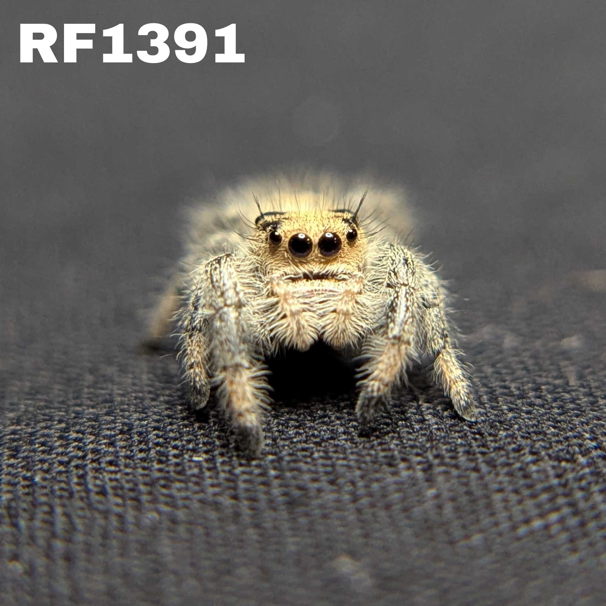 Regal Jumping Spider "Creamsicle"