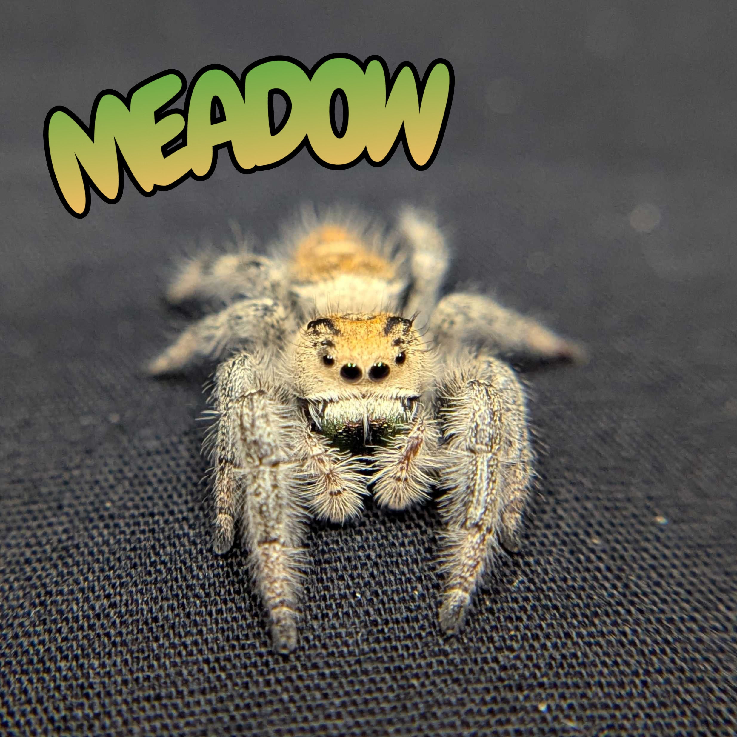 Regal Jumping Spider "Meadow"