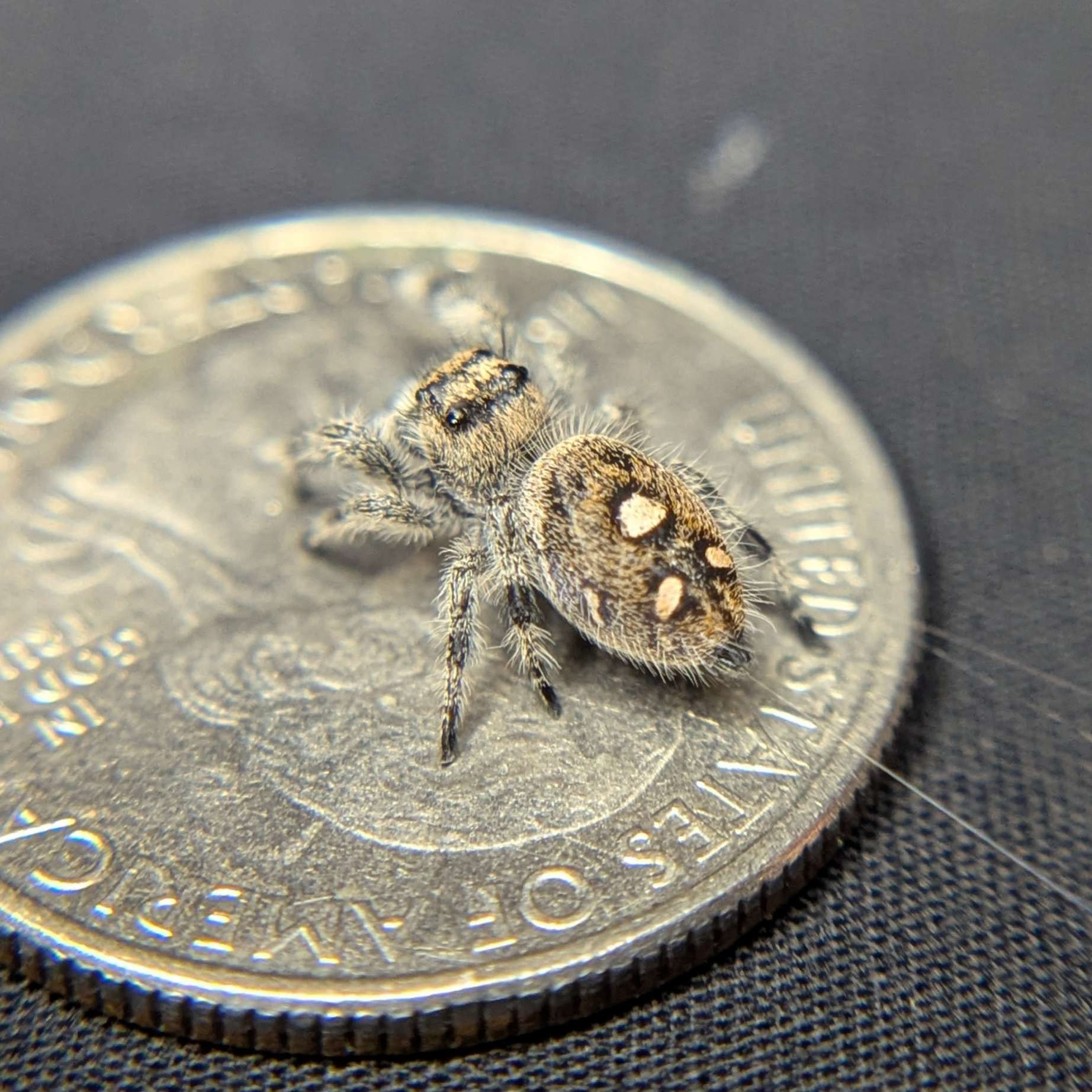 Regal Jumping Spider "Sourdough"