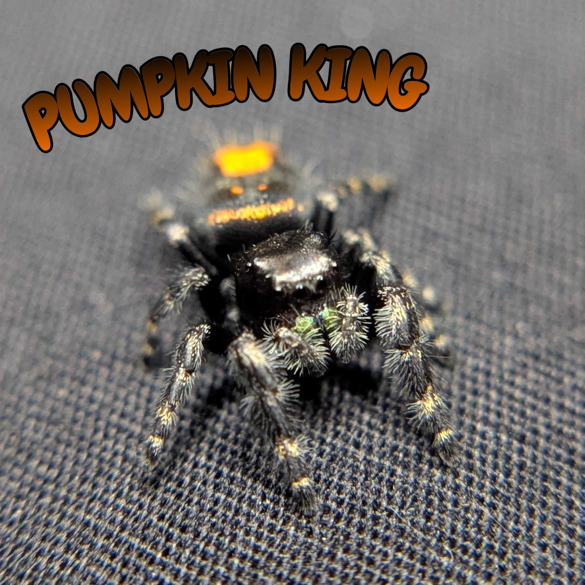 Audax Bryantae Jumping Spider “Pumpkin King”