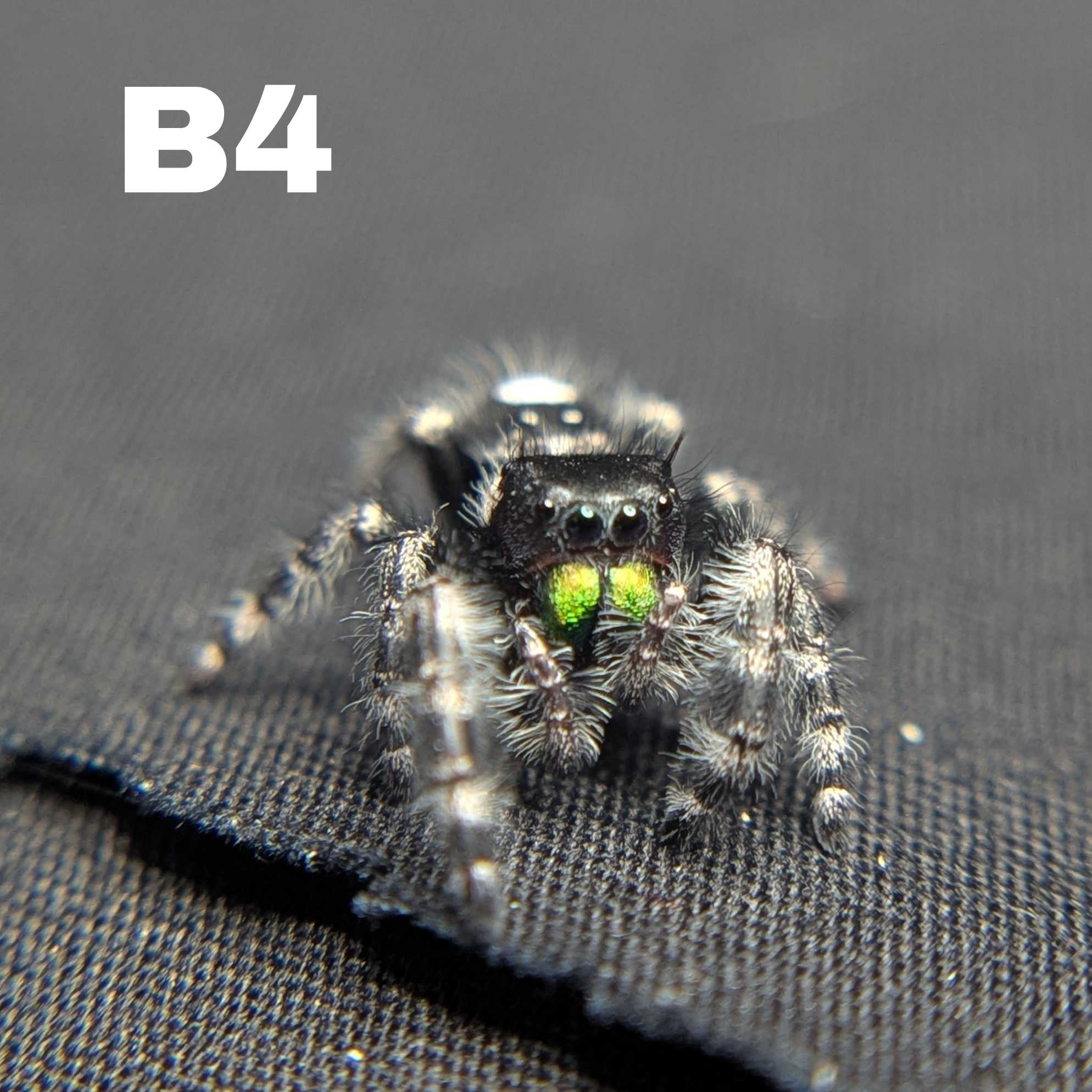 Audax  Bryantae Jumping Spider "Twilight"