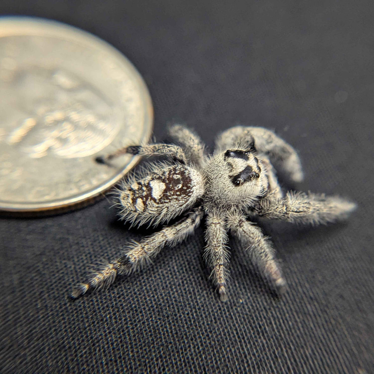 Regal Jumping Spider “Luna”