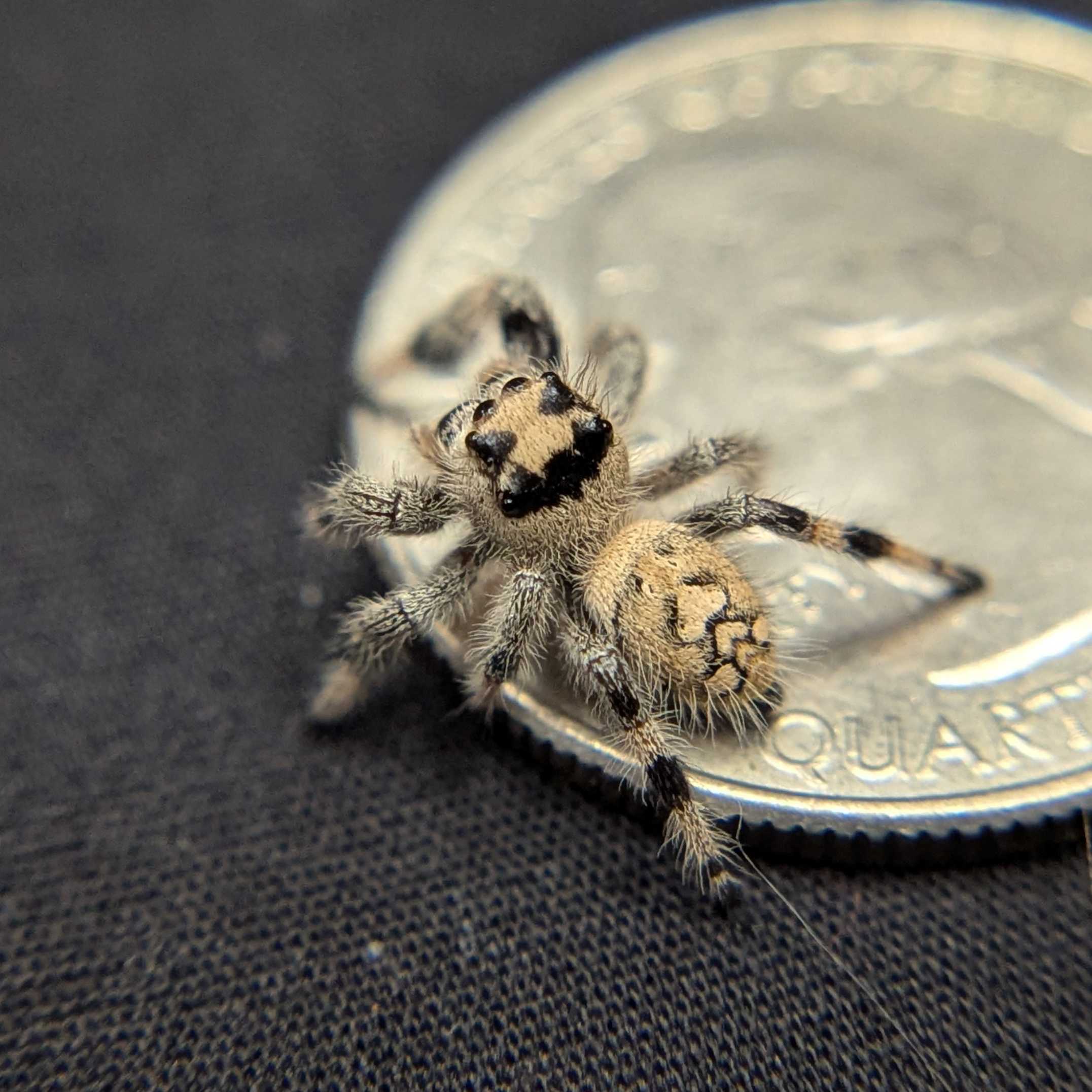 Regal Jumping Spider "Sugarplum"