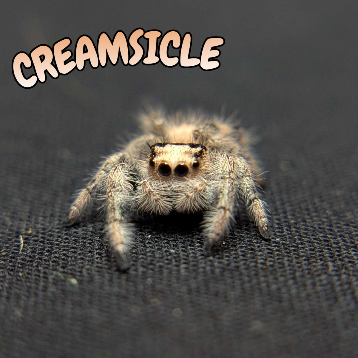 Regal Jumping Spider "Creamsicle"