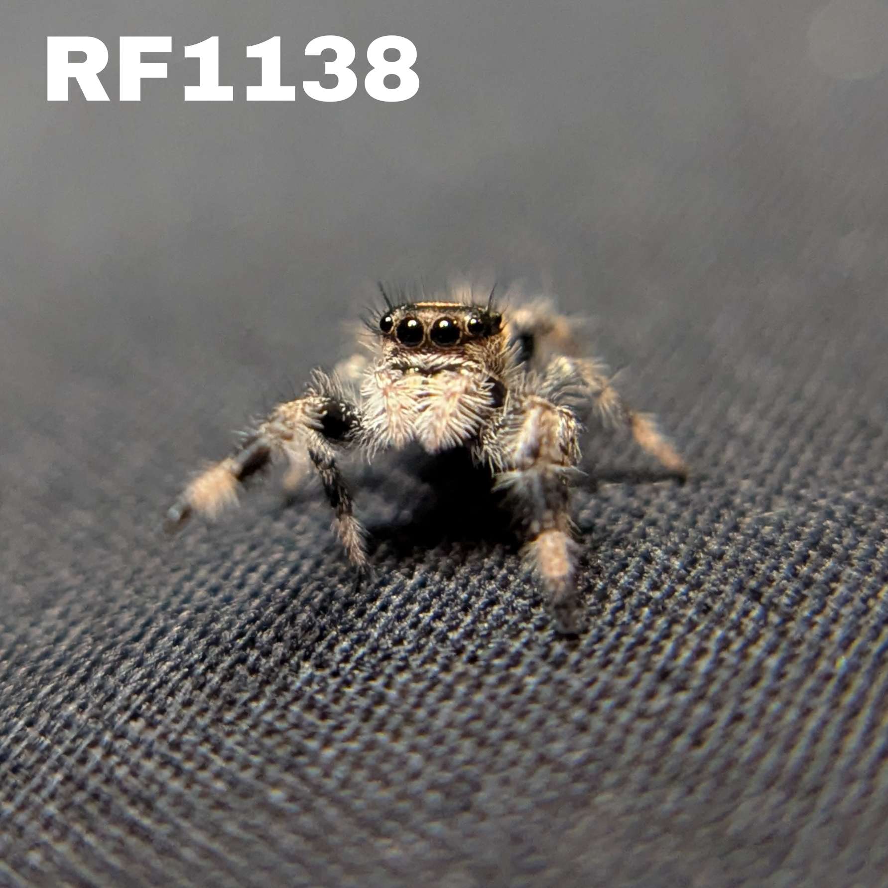 Regal Jumping Spider "Chocolate"