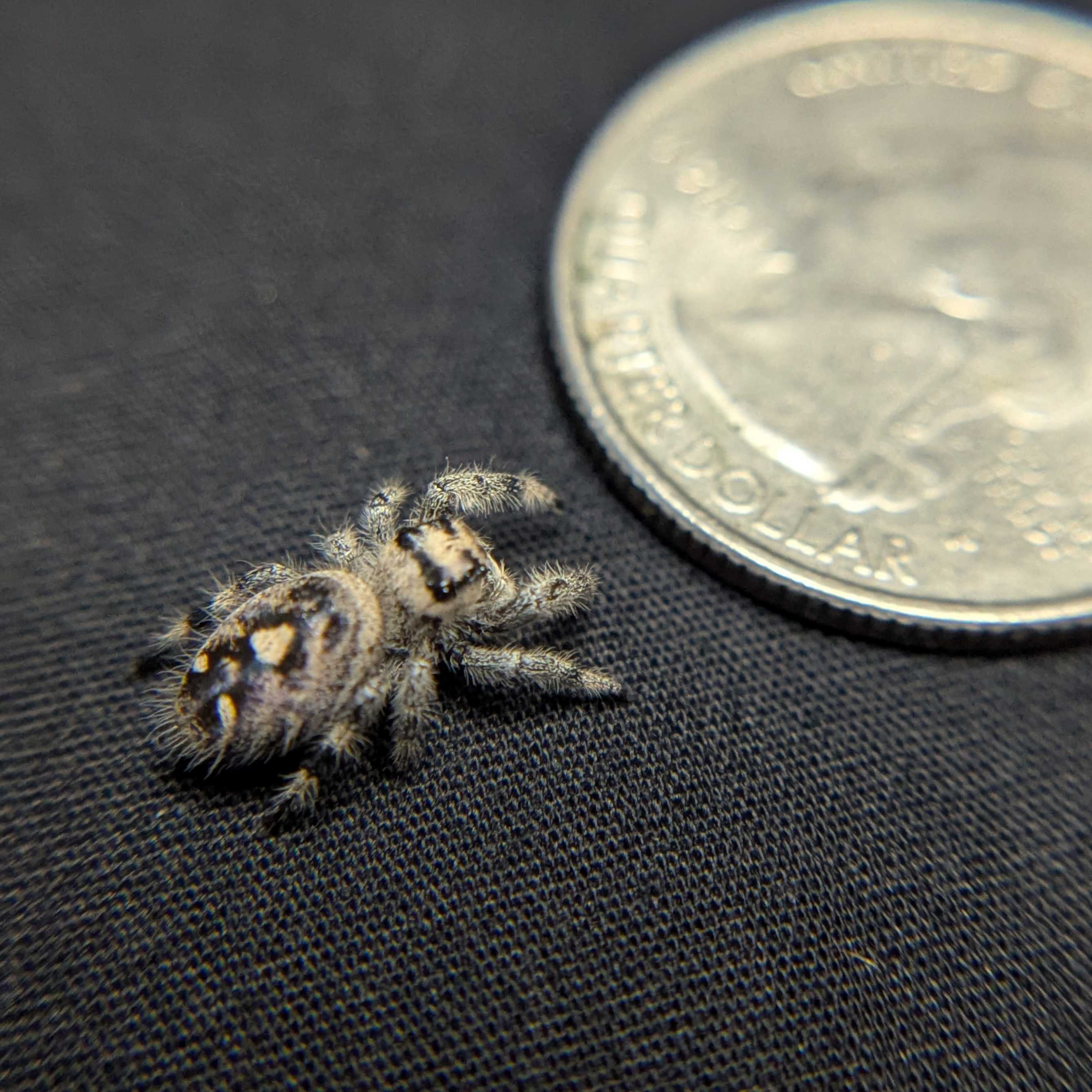 Regal Jumping Spider "Papaya"