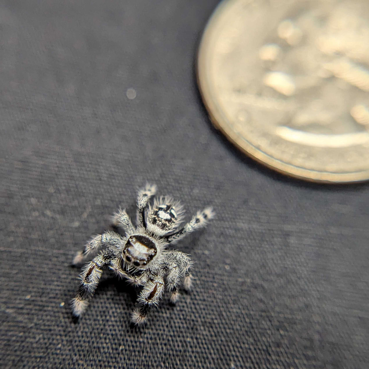 Regal Jumping Spider “Mantis” (High White)