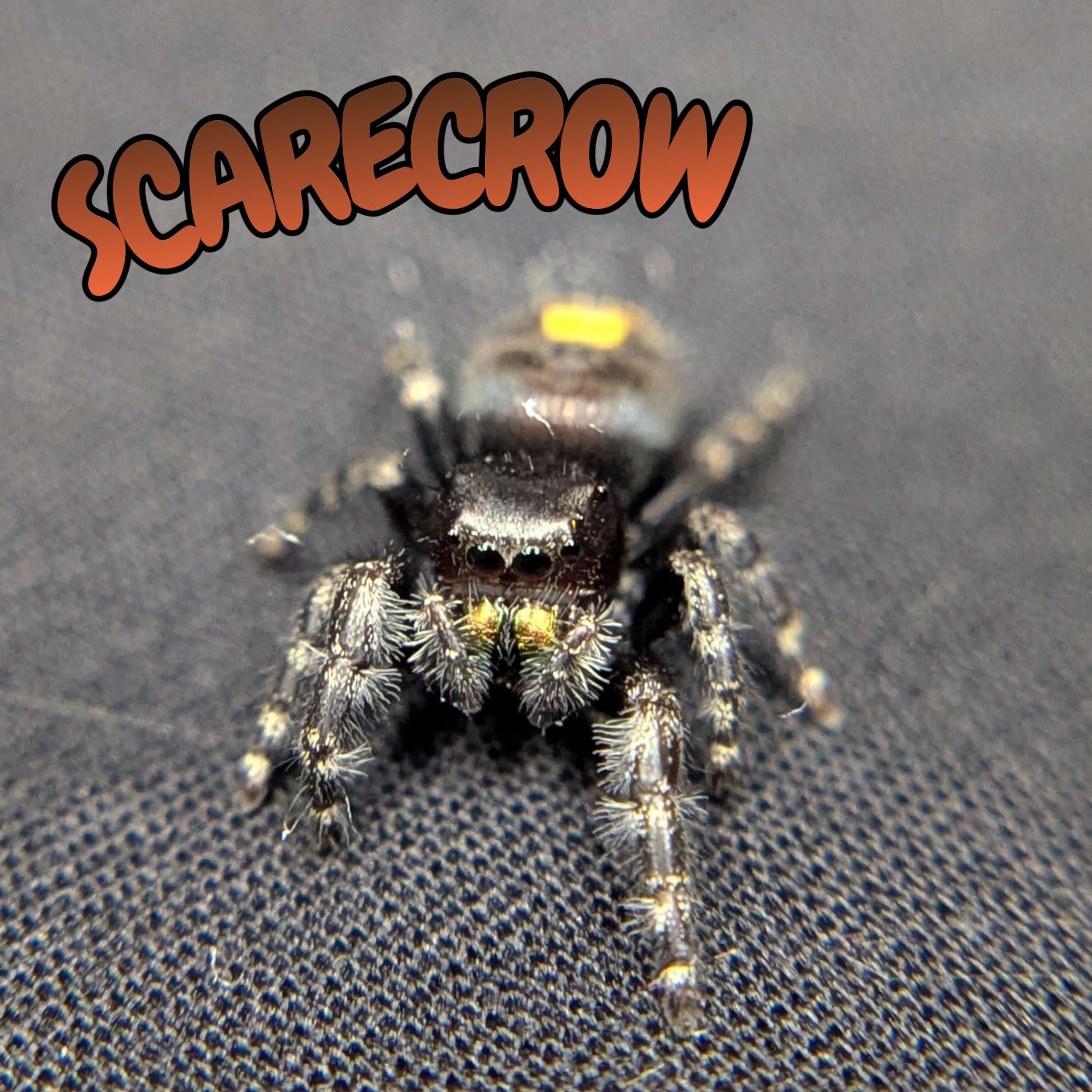 Audax Bryantae Jumping Spider “Scarecrow”