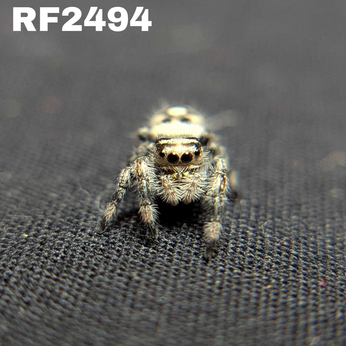 Regal Jumping Spider "Sweet"