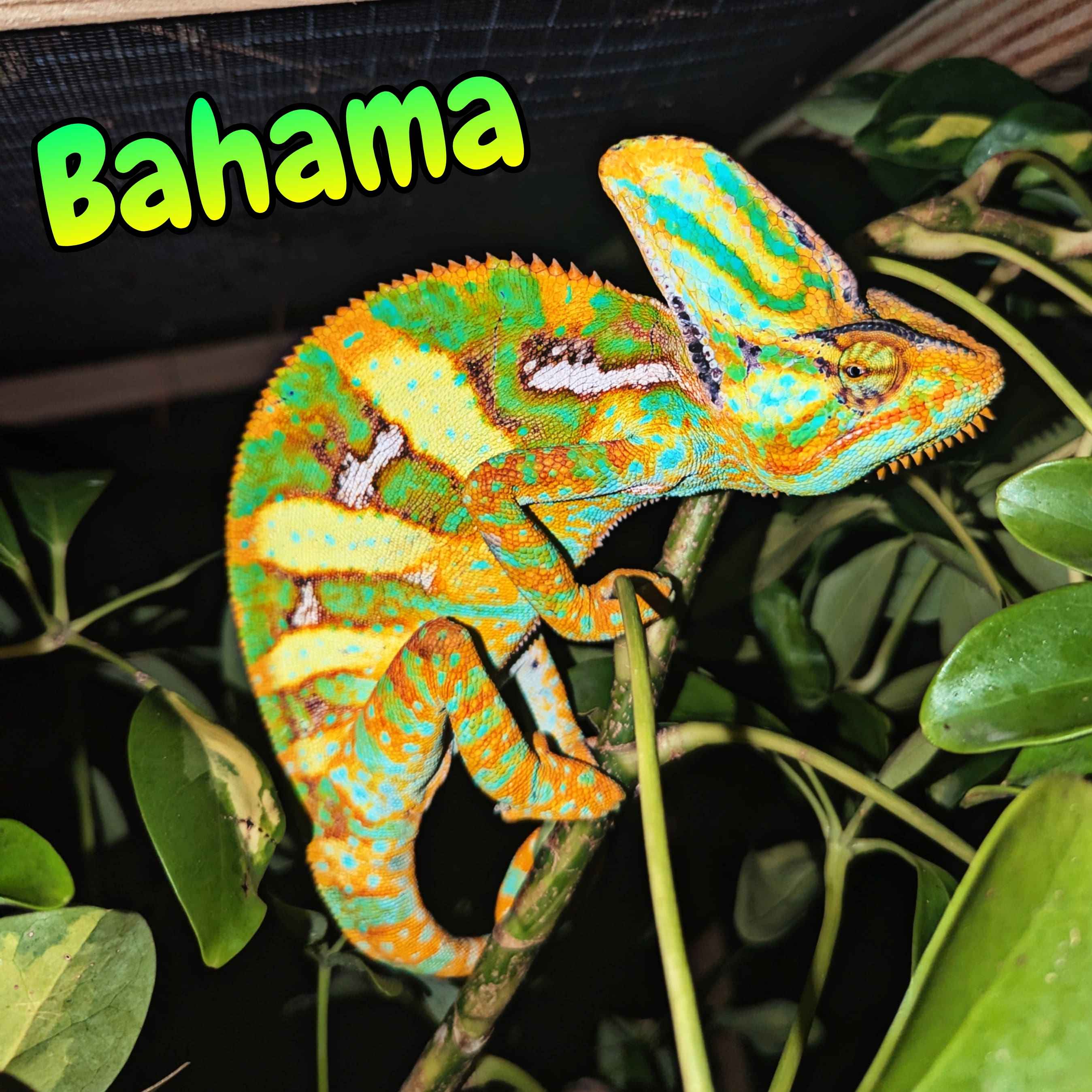 Veiled Chameleon For Sale Named Bahama, High Quality