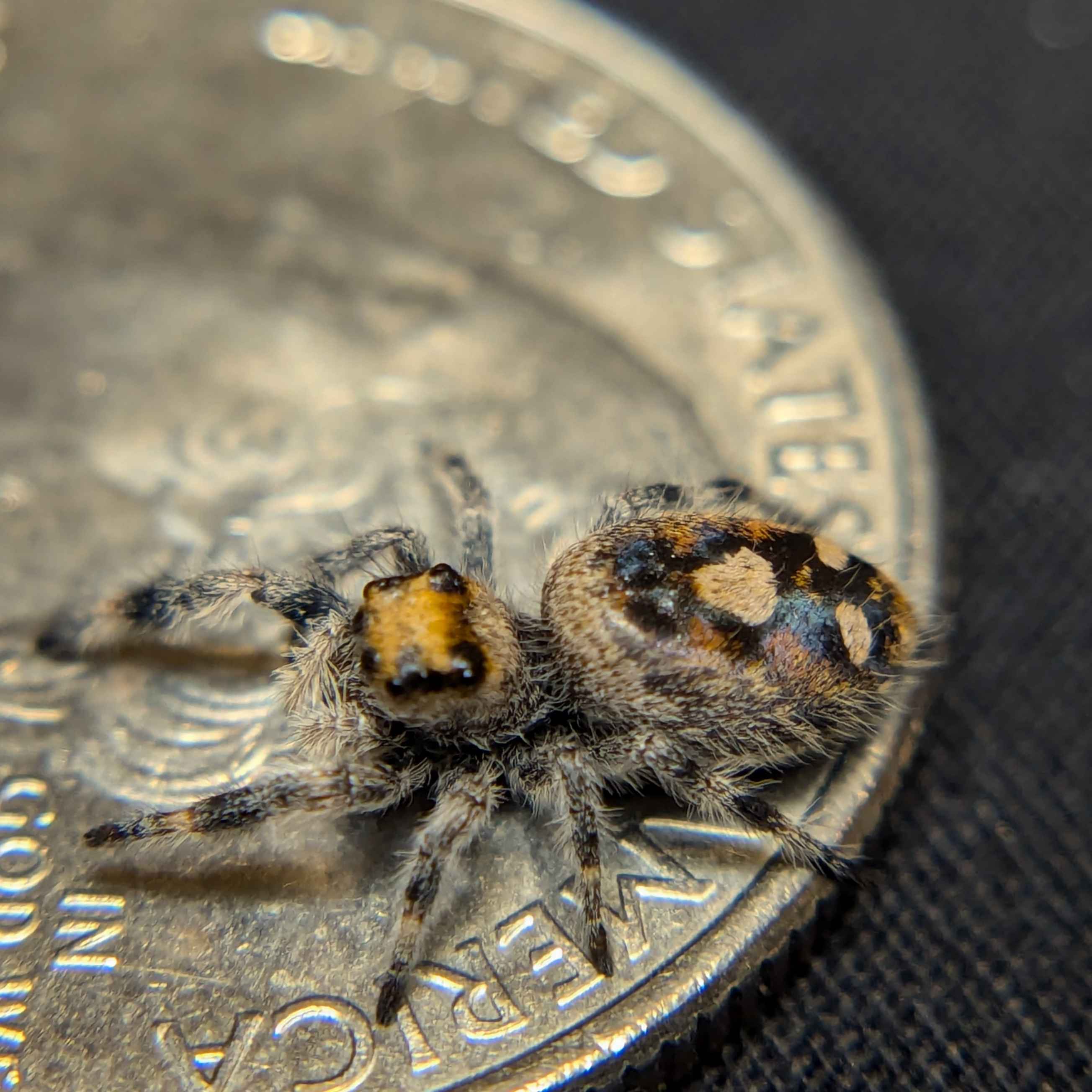 Regal Jumping Spider For Sale Named Bengal, Back View