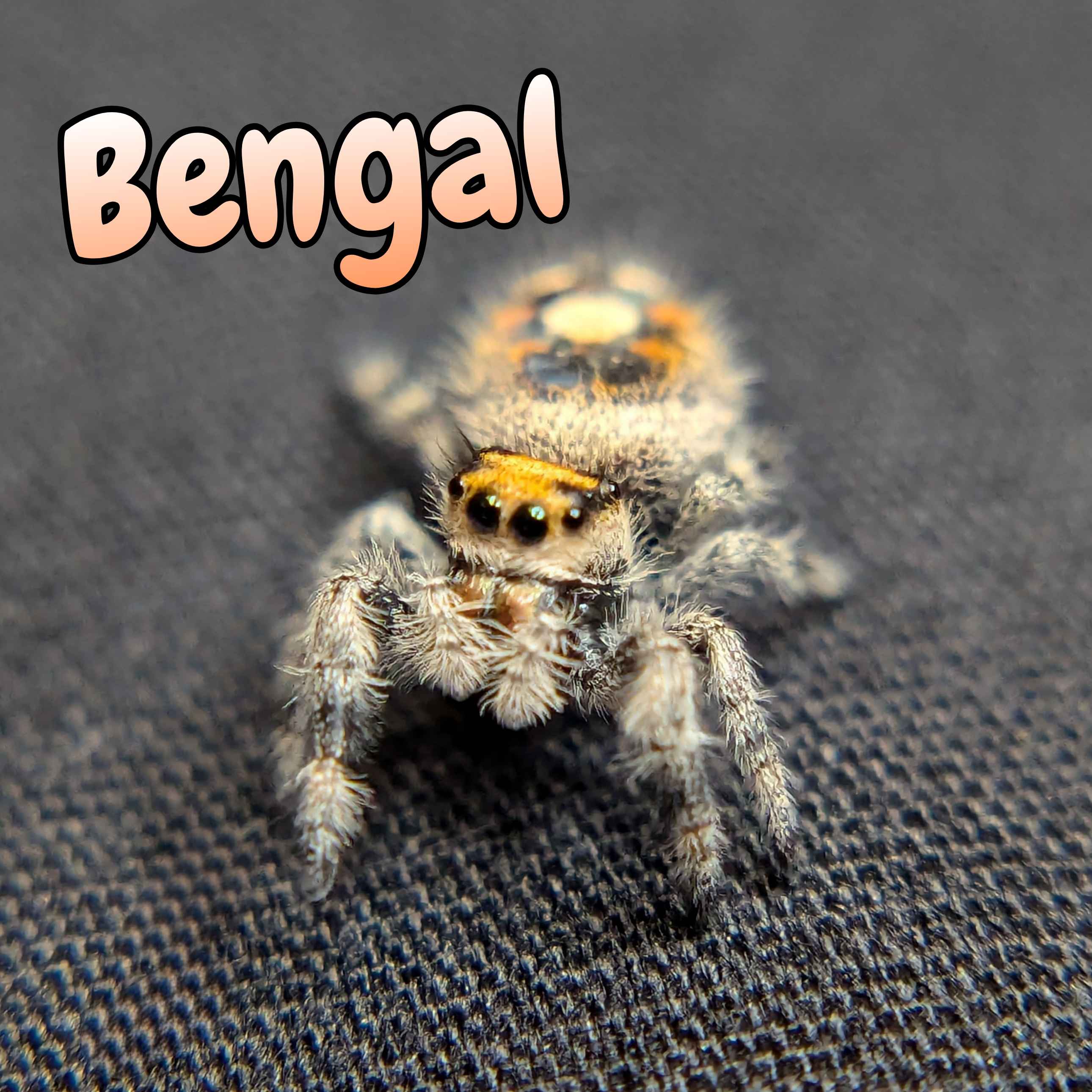 Regal Jumping Spider For Sale Bengal, Front View