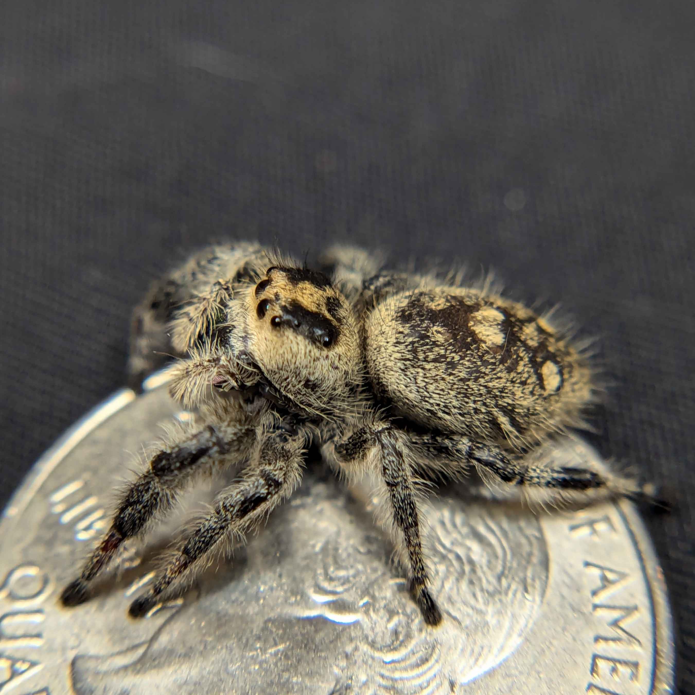 Regal Jumping Spiders For Sale Butter,  Back View