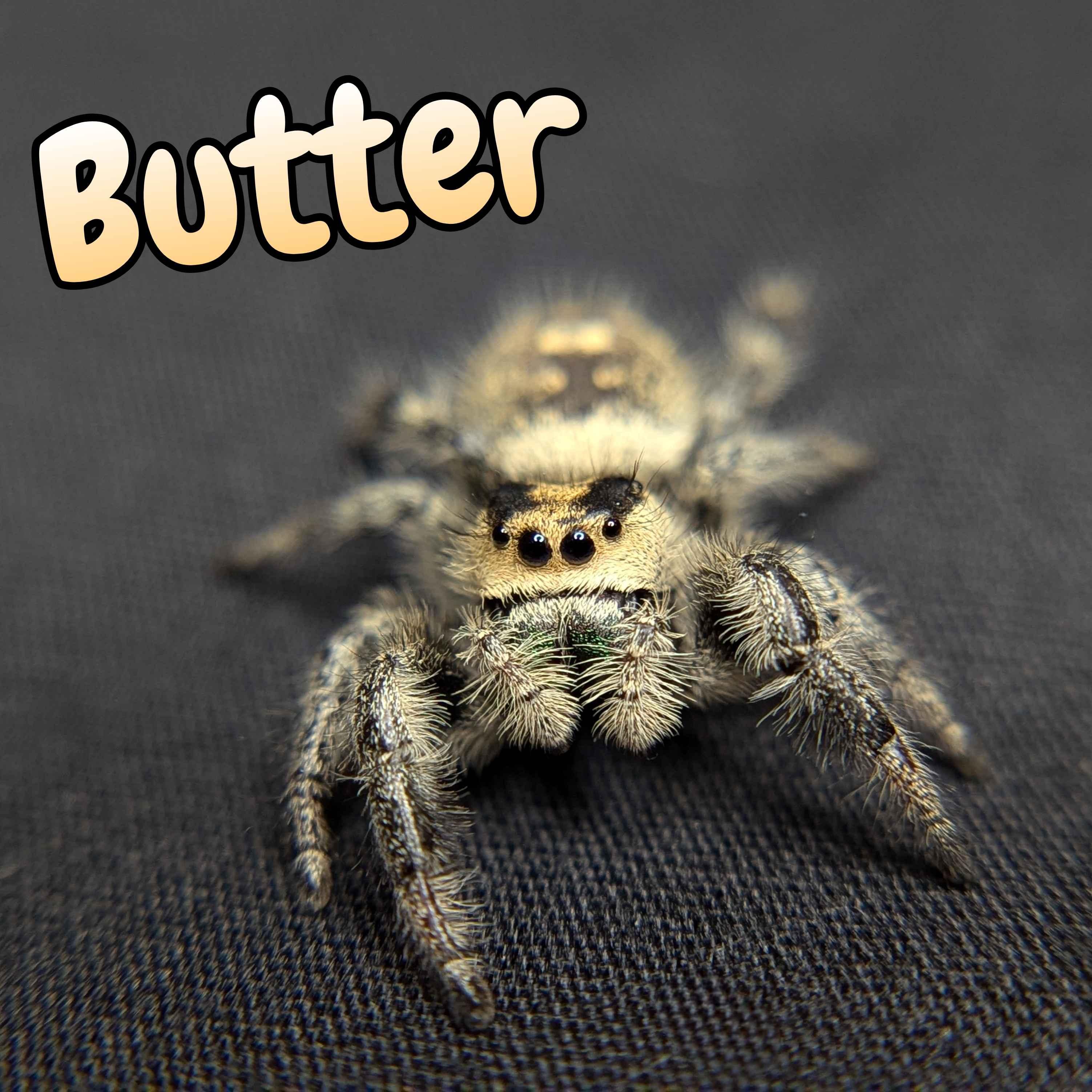 Regal Jumping Spiders For Sale Butter, Front View