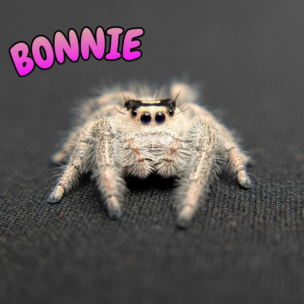 Regal Jumping Spider “Bonnie”