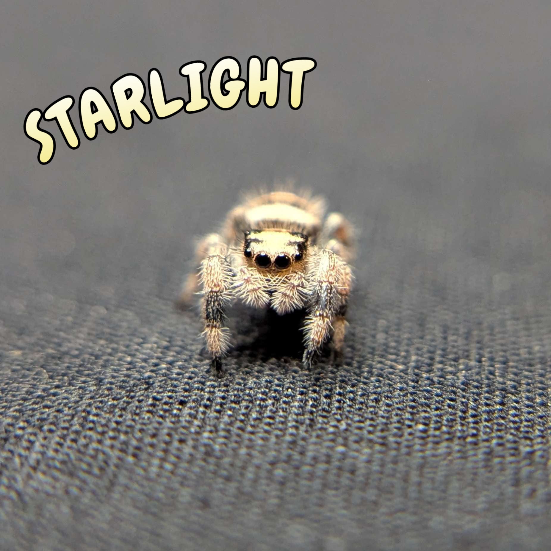 Regal Jumping Spider "Starlight"
