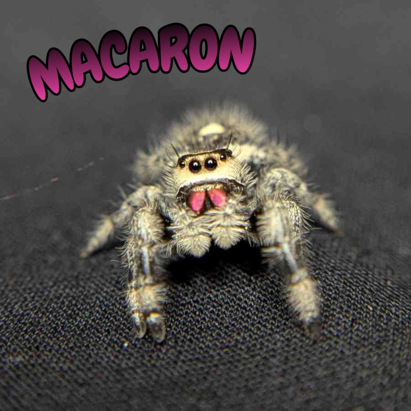 Regal Jumping Spider "Macaron"