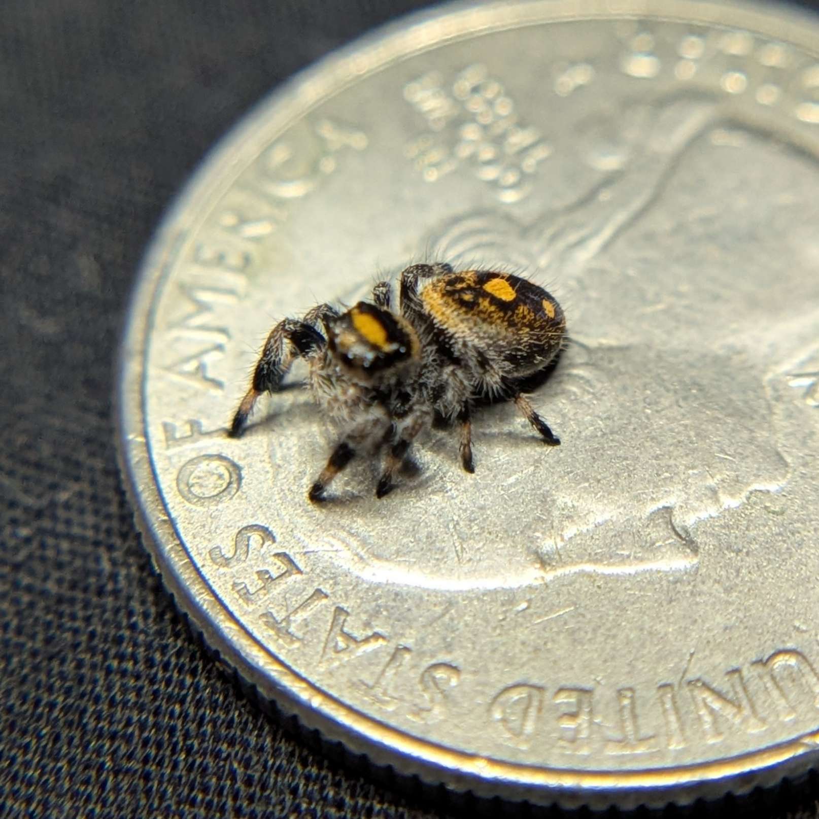 Regal Jumping Spider “Pineapple Express”