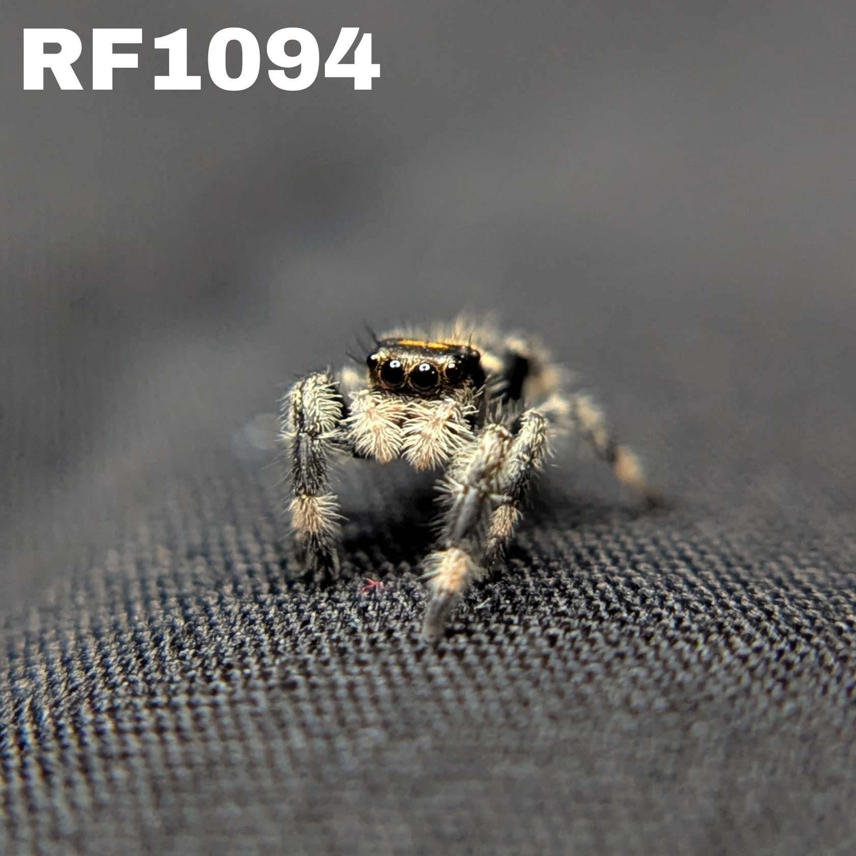 Regal Jumping Spider "Espresso"