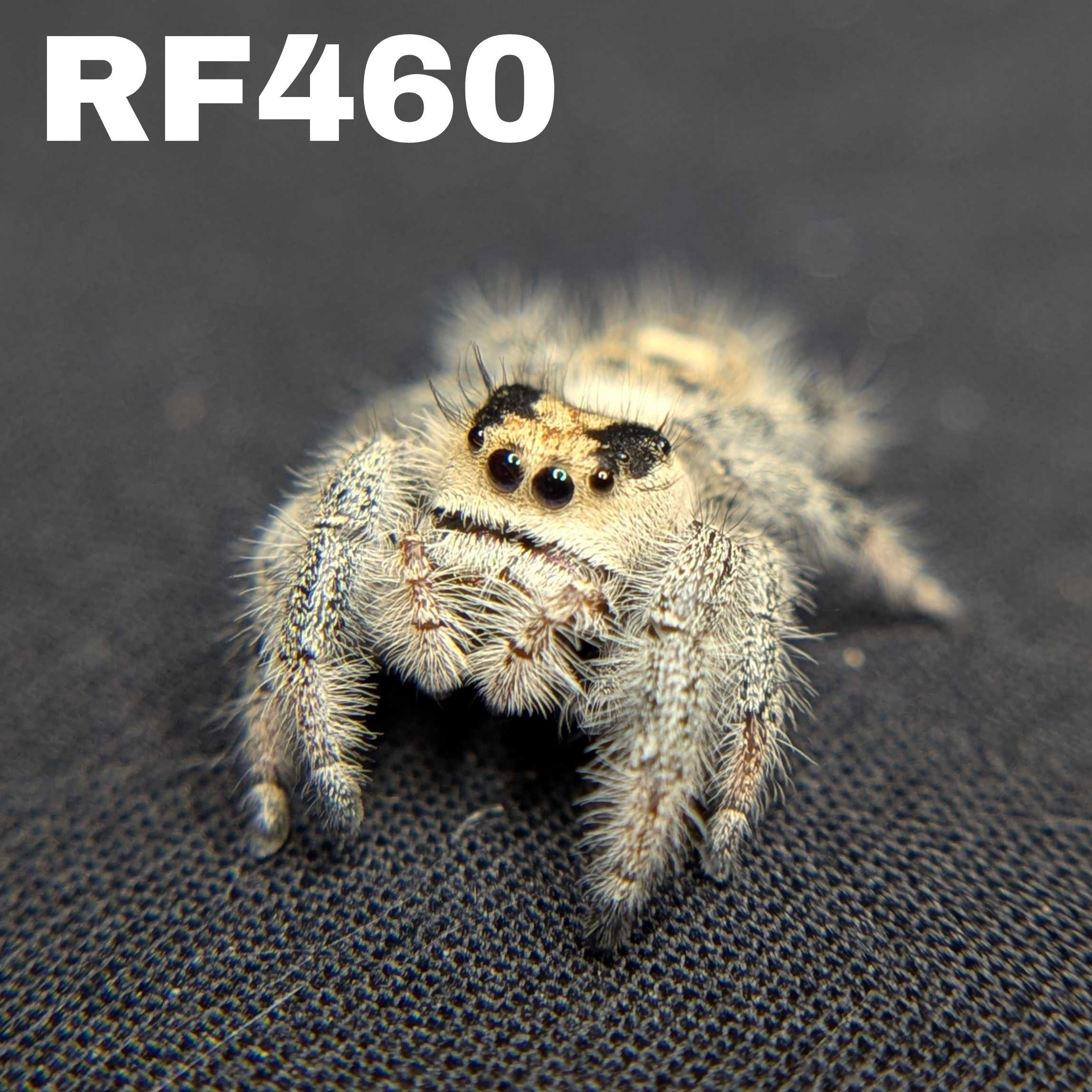 Regal Jumping Spider "Spirit"