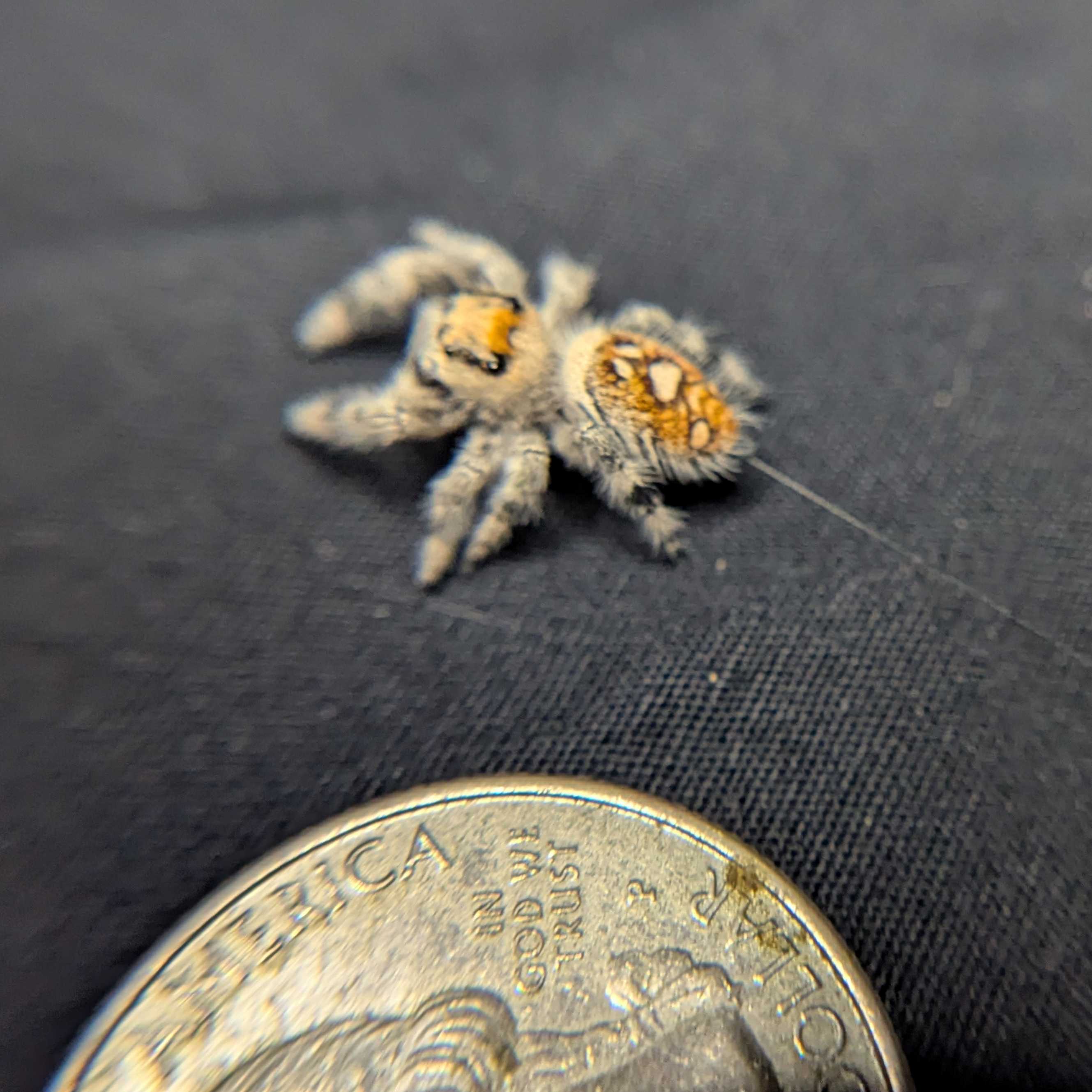 Regal Jumping Spider "Jessica"