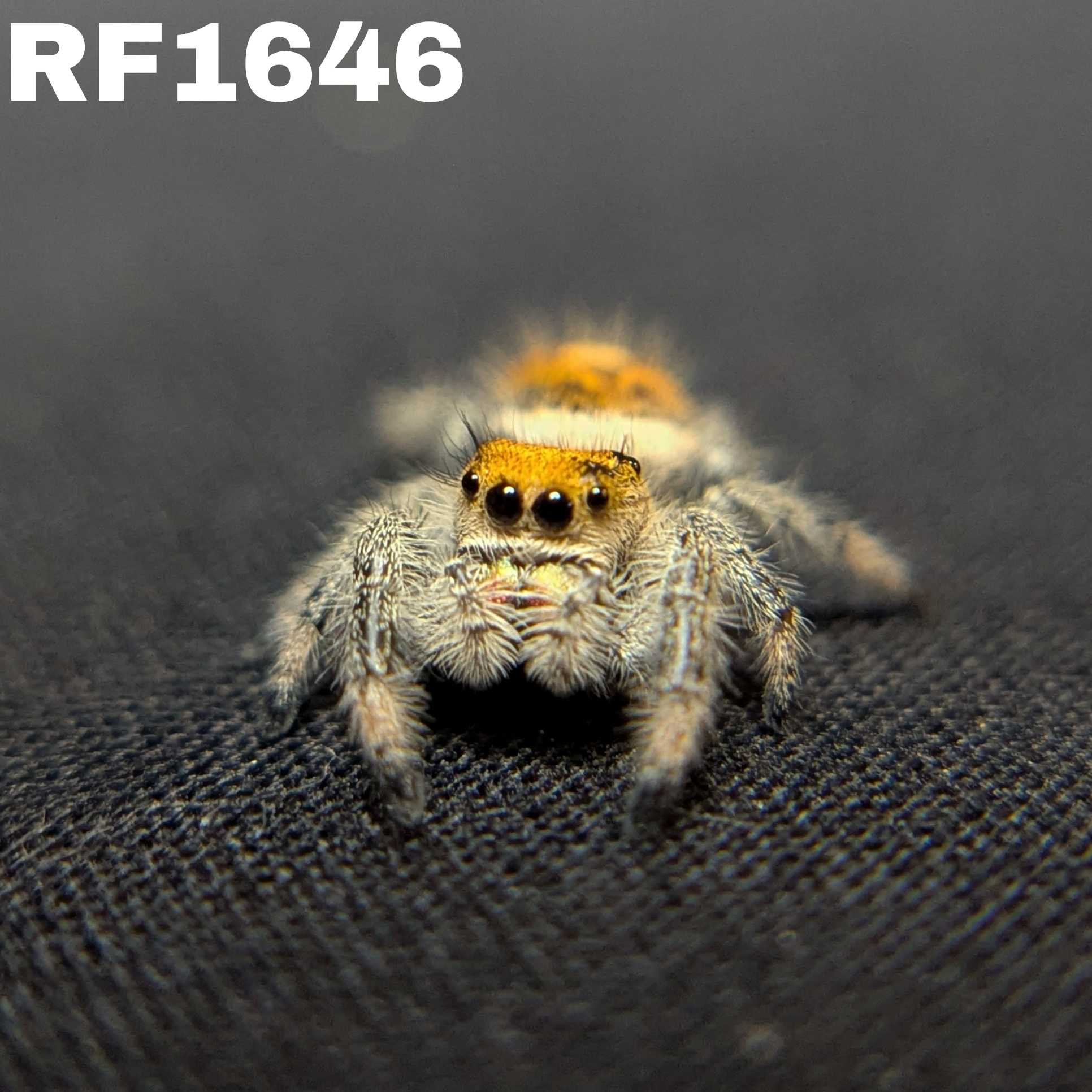 Regal Jumping Spider "Toxic"