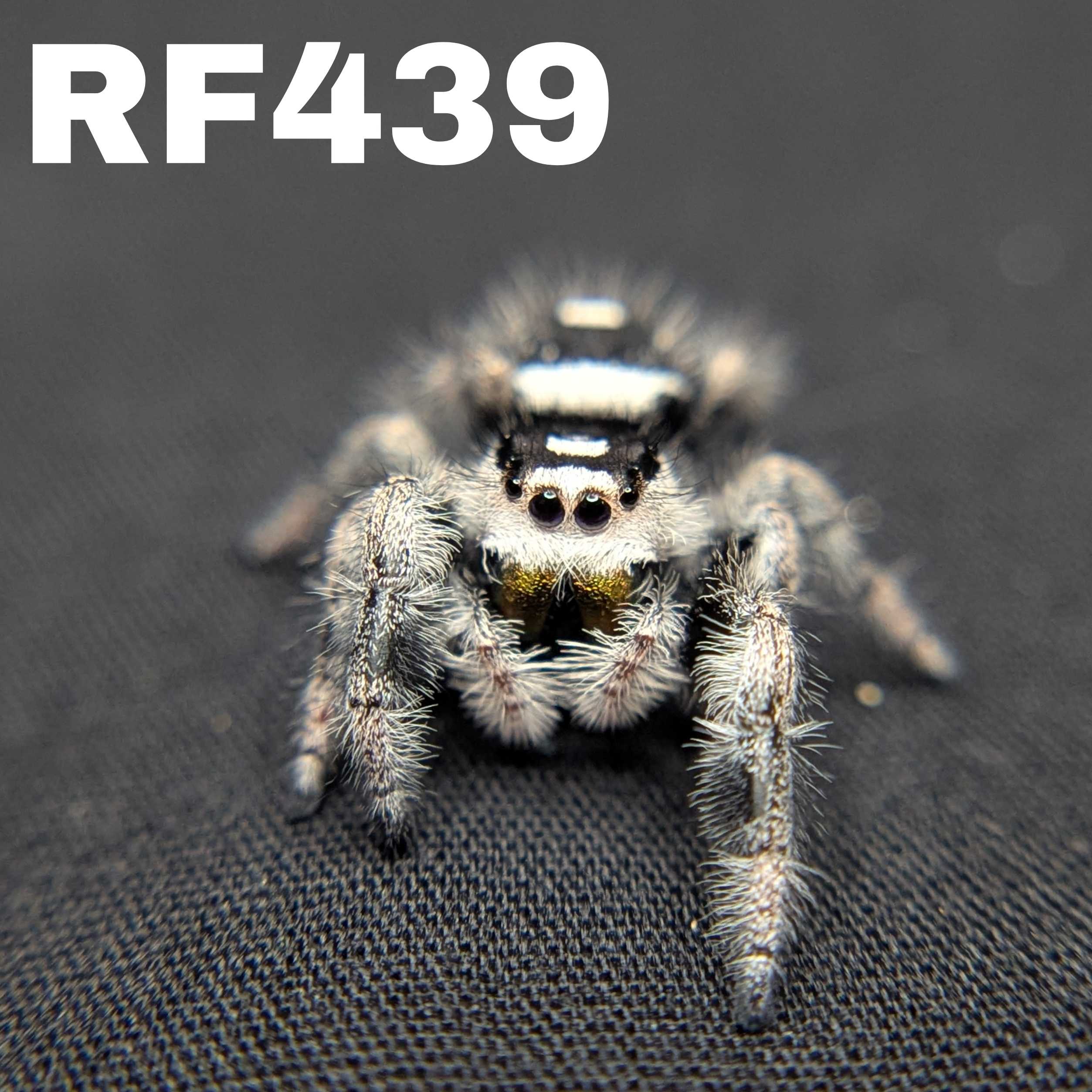 Regal Jumping Spider "Onyx"