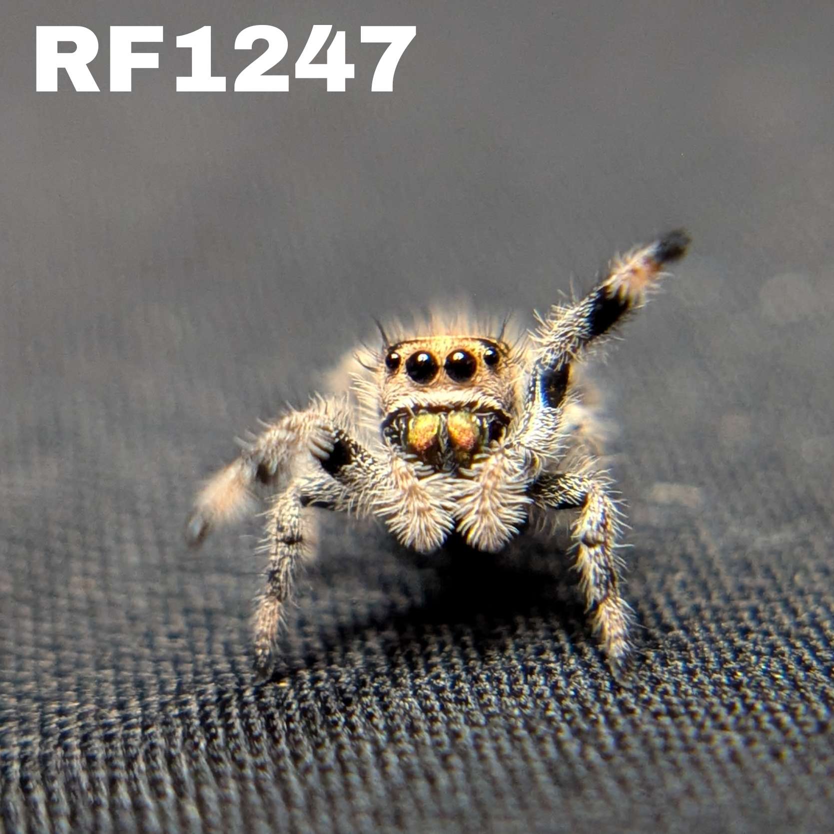 Regal Jumping Spider “Sangria”