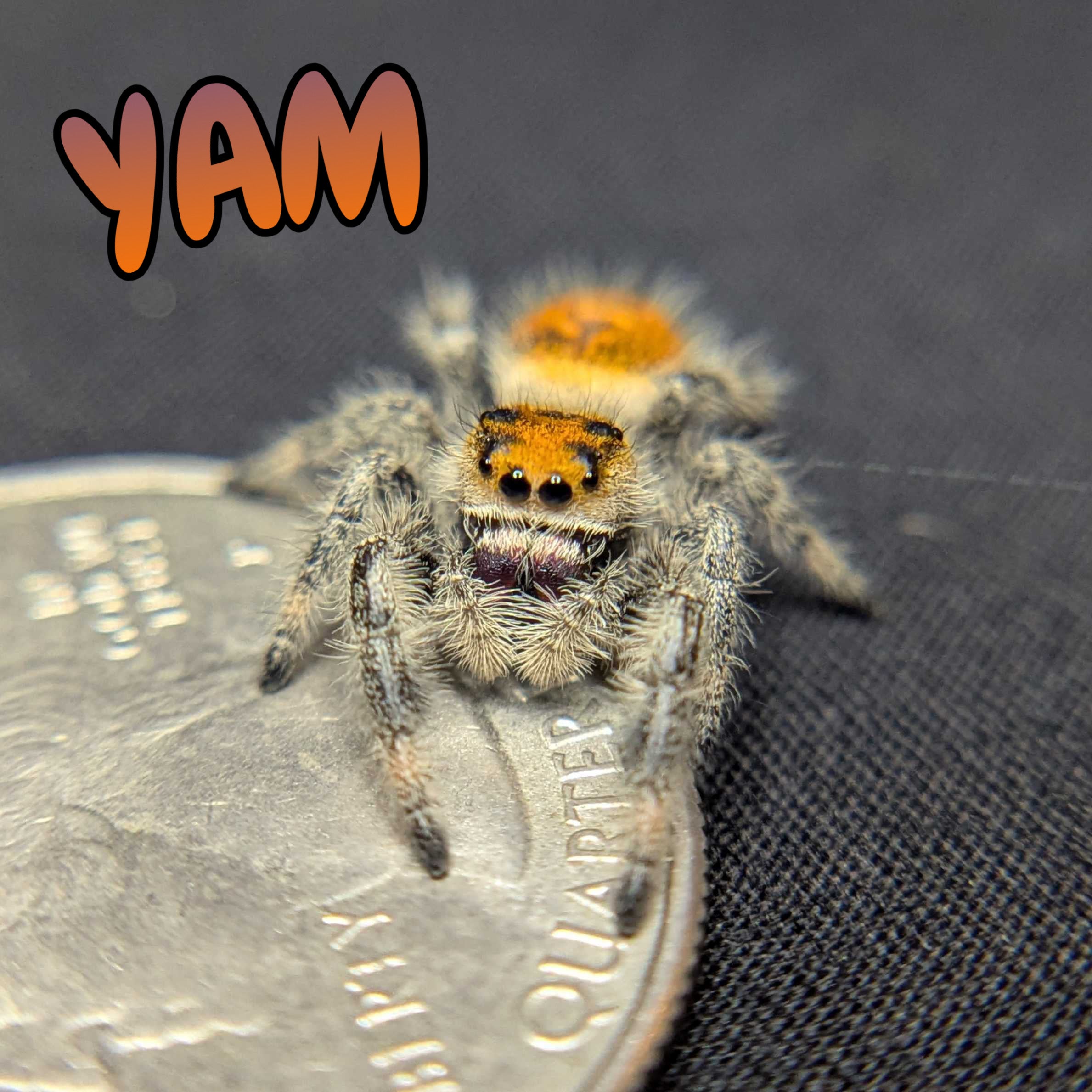 Regal Jumping Spider "Yam"
