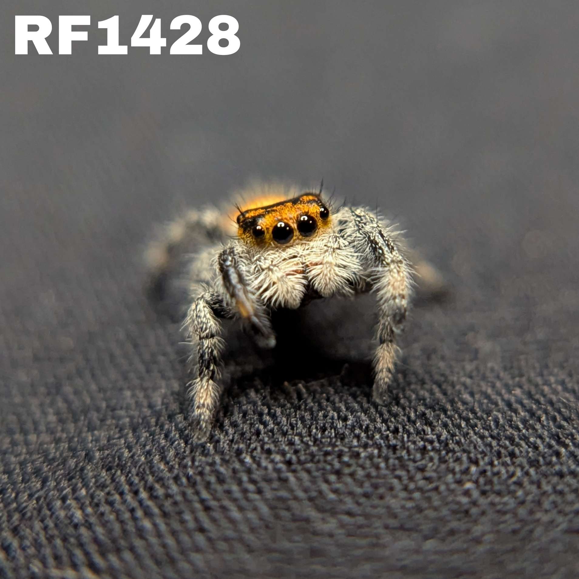Regal Jumping Spider "Tiger"