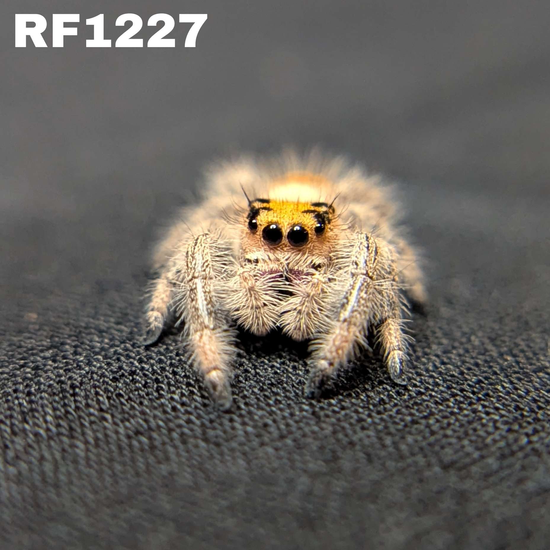 Regal Jumping Spider "Whisper"